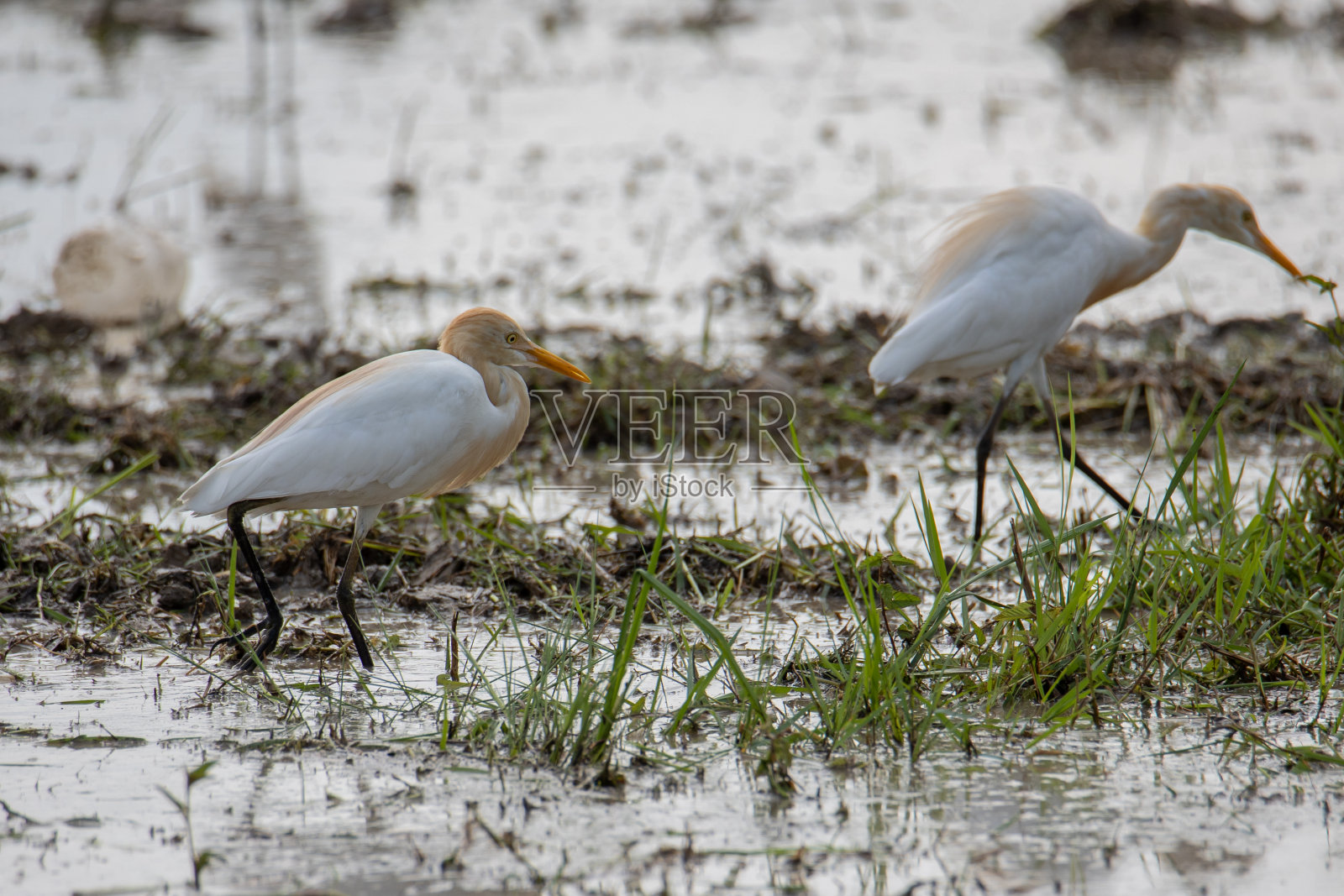 水田上的牛白鹭的自然野生动物图像照片摄影图片