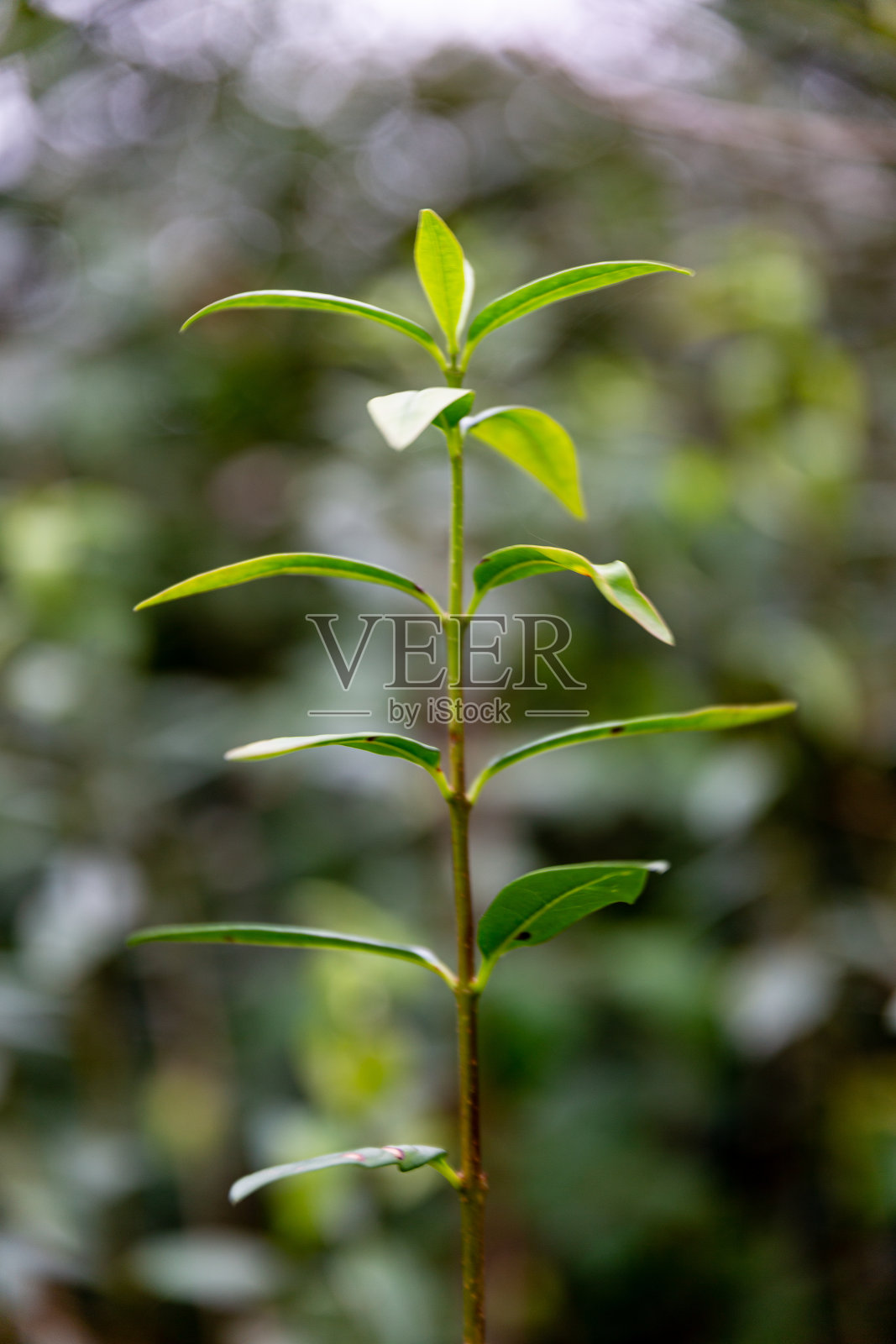 秋天看植物的绿叶照片摄影图片