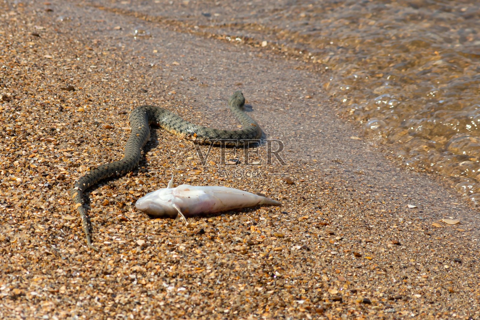 海滩上的Natrix tessellata水蛇照片摄影图片