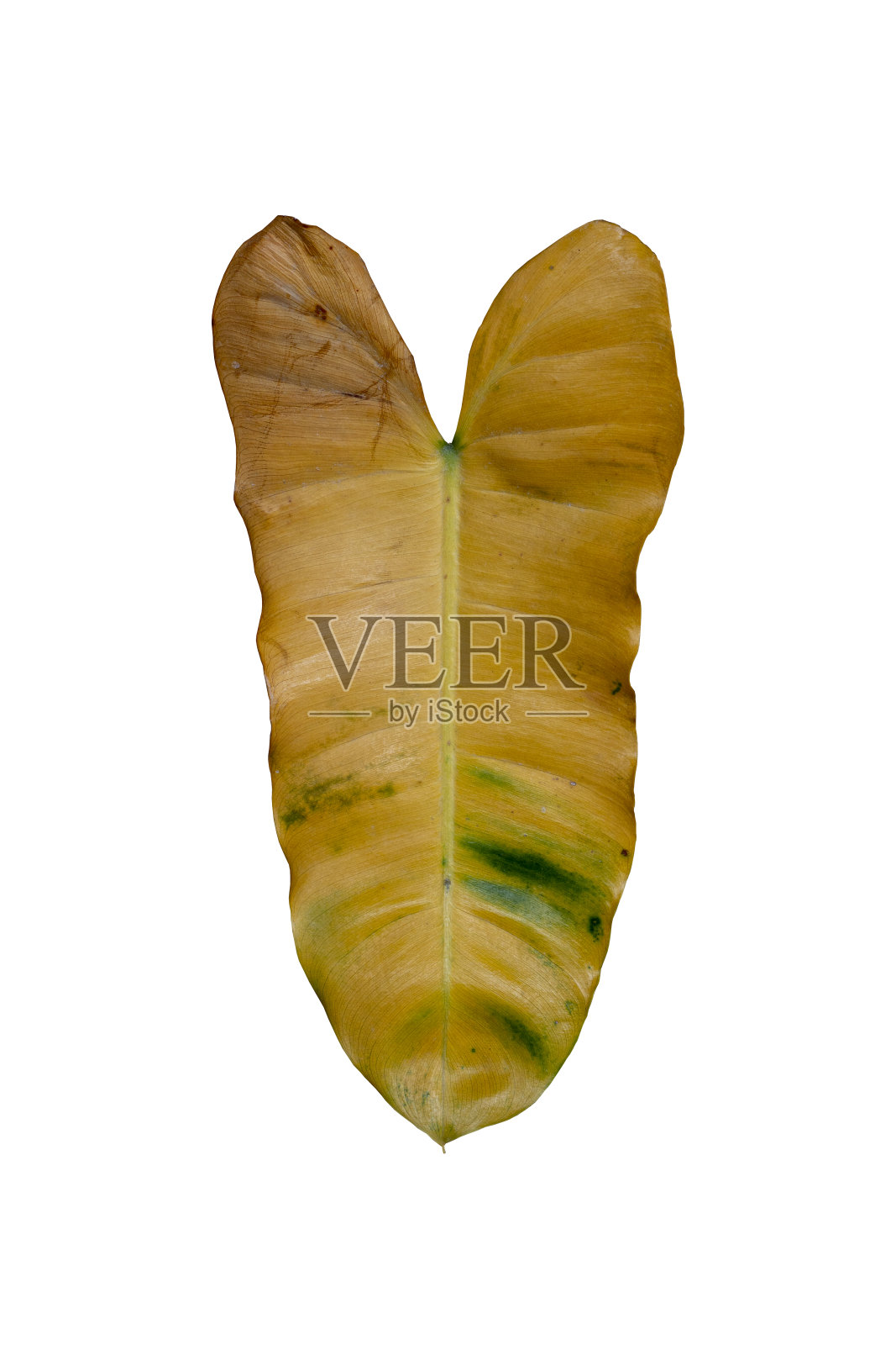 斑点叶黄花属植物的箭头叶的黄色。照片摄影图片