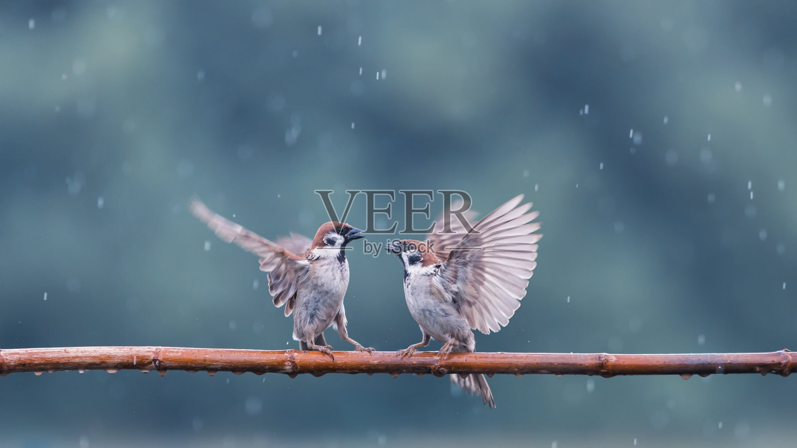 有趣的小鸟麻雀在秋雨中坐在花园的树枝上，挥动着翅膀照片摄影图片