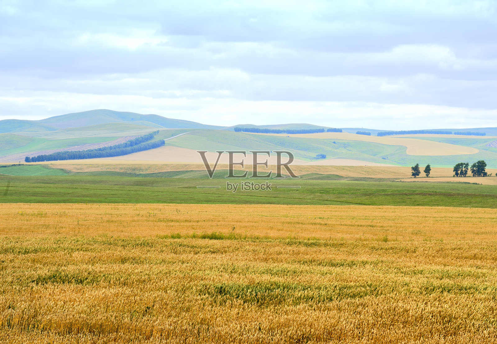 乡村田野的背景是阿尔泰的绿色山丘照片摄影图片