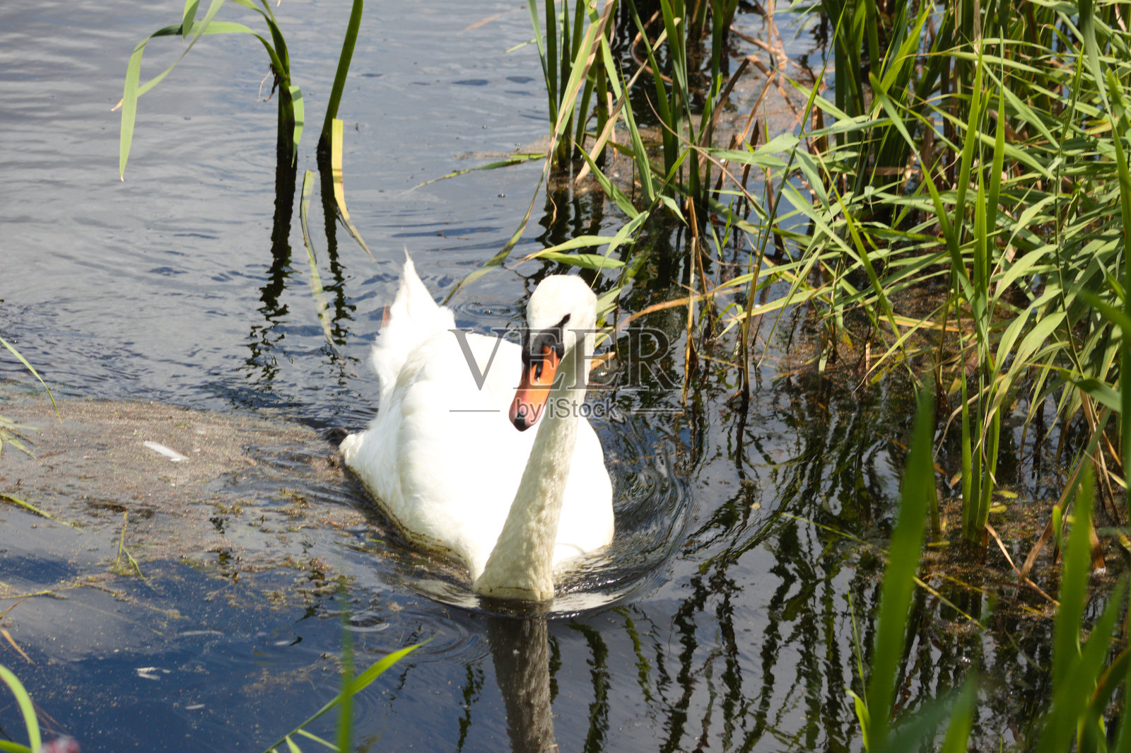 白天鹅游泳的近景与芦苇从湖和倒影照片摄影图片