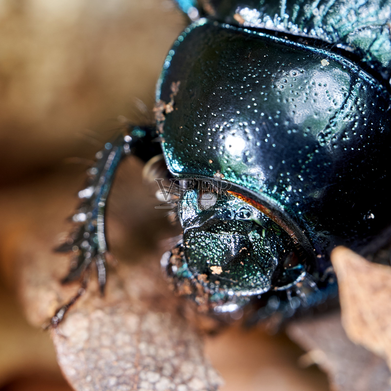 森林蜣螂，anplotrupes stercorosus，有闪亮的黑色壳照片摄影图片