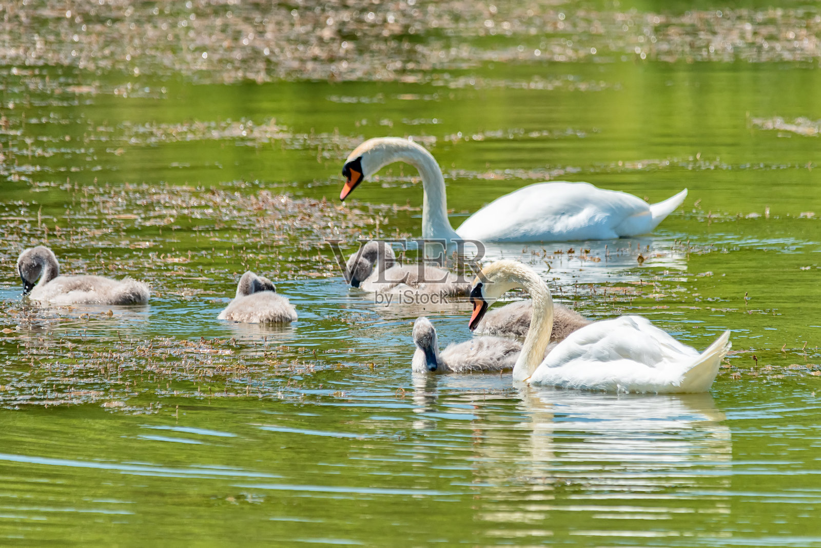 天鹅的家庭。母亲，父亲和他们的孩子在大自然的海岸线上。天鹅一家和小鸡在自然界。照片摄影图片