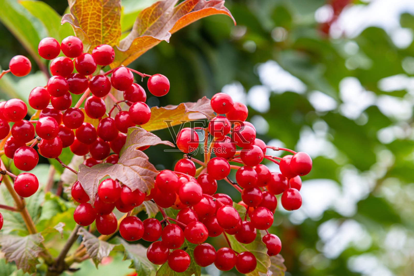 秋枝逢雨，滴落雨滴。成熟多汁的红色浆果荚蒾，绿叶。收获,秋天背景照片摄影图片
