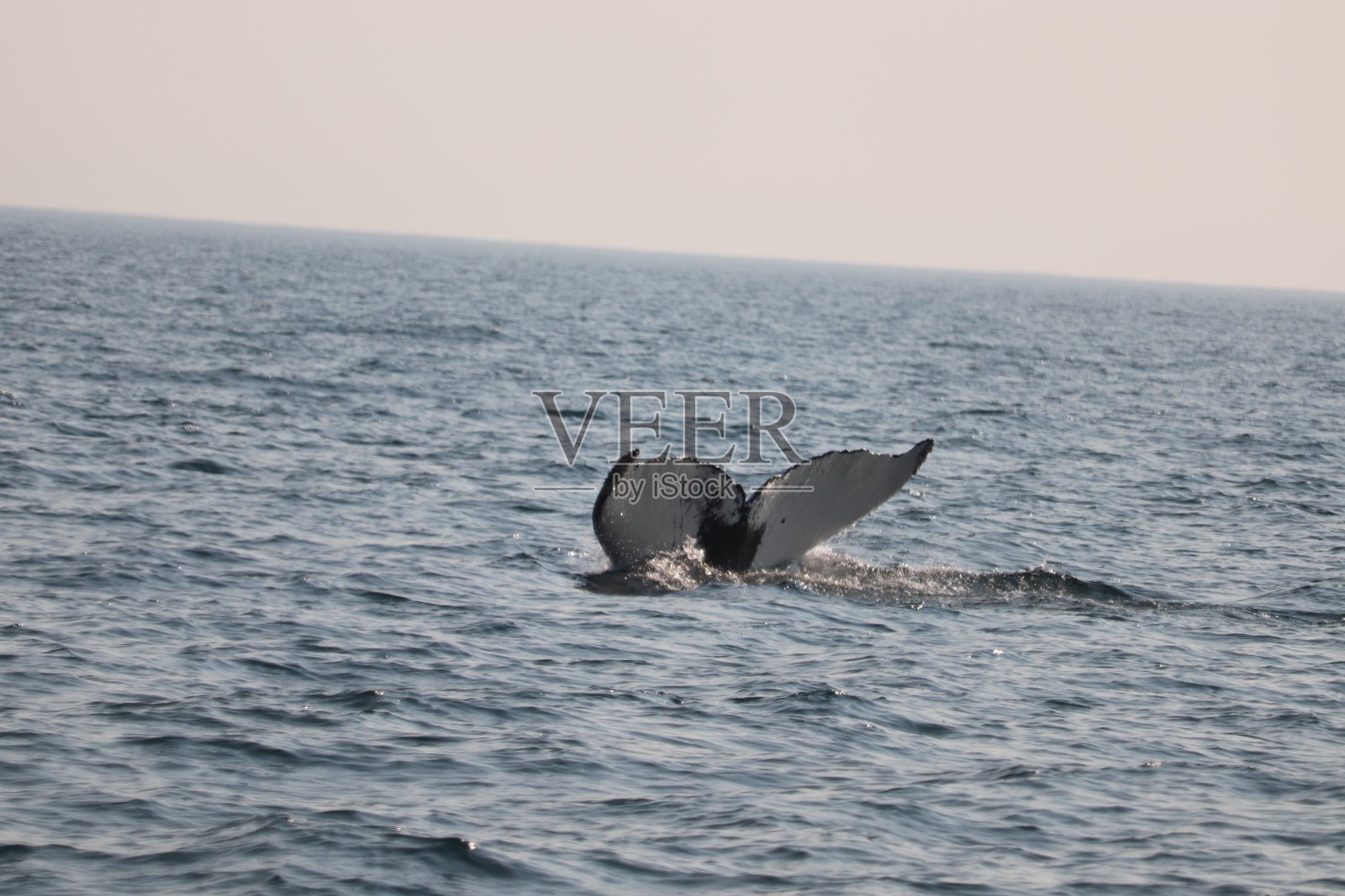 观赏鲸鱼照片摄影图片