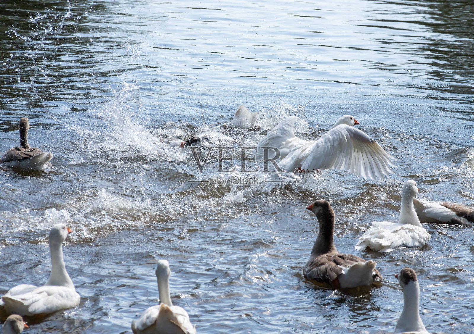 灰色的鹅在水里游泳。国内鹅游泳照片摄影图片