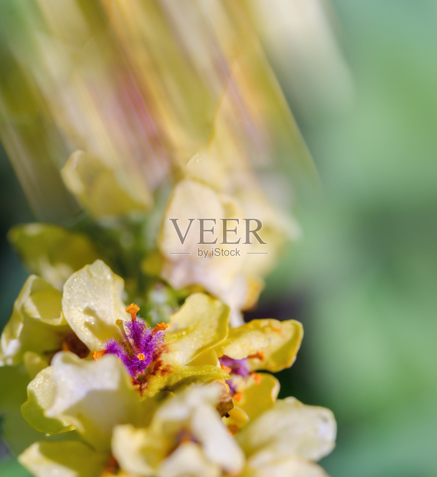 草地花在浅色背景。黄色花，紫色中心。黄色的夏花和背景。垂直的。照片摄影图片