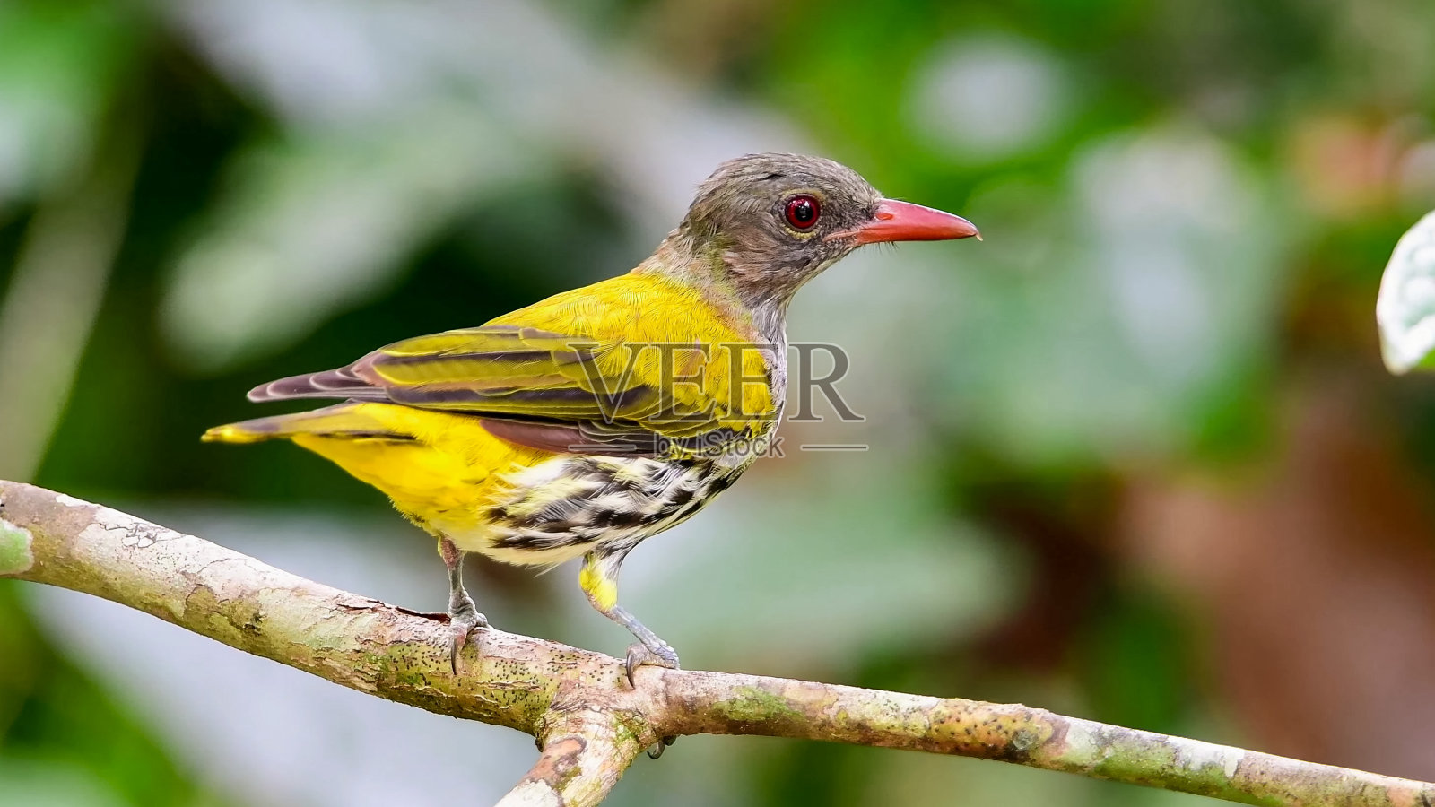 黑喉黄鹂(Oriolus xanthonotus)是黄鹂科的一种鸟类照片摄影图片