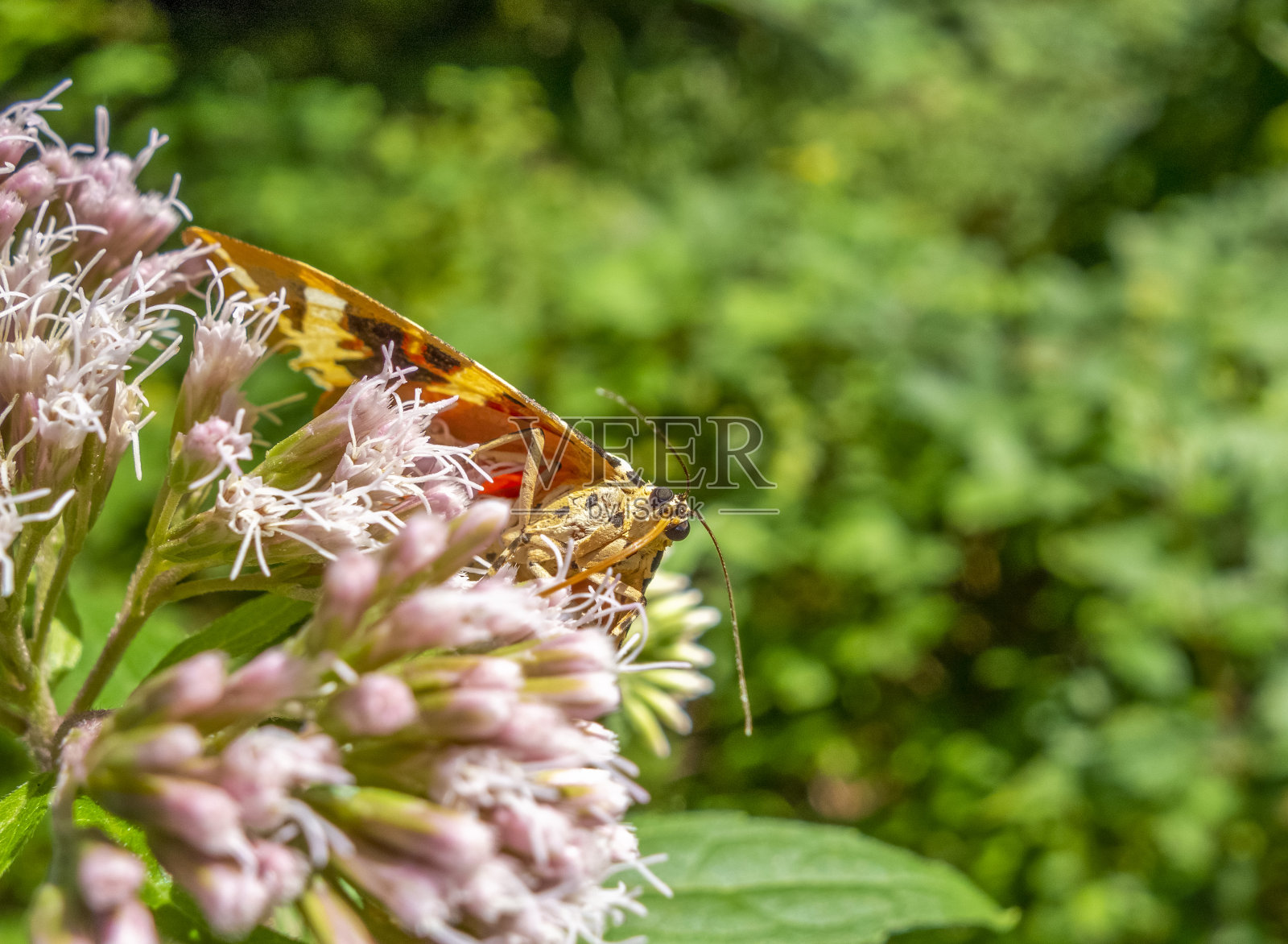 泽西虎照片摄影图片