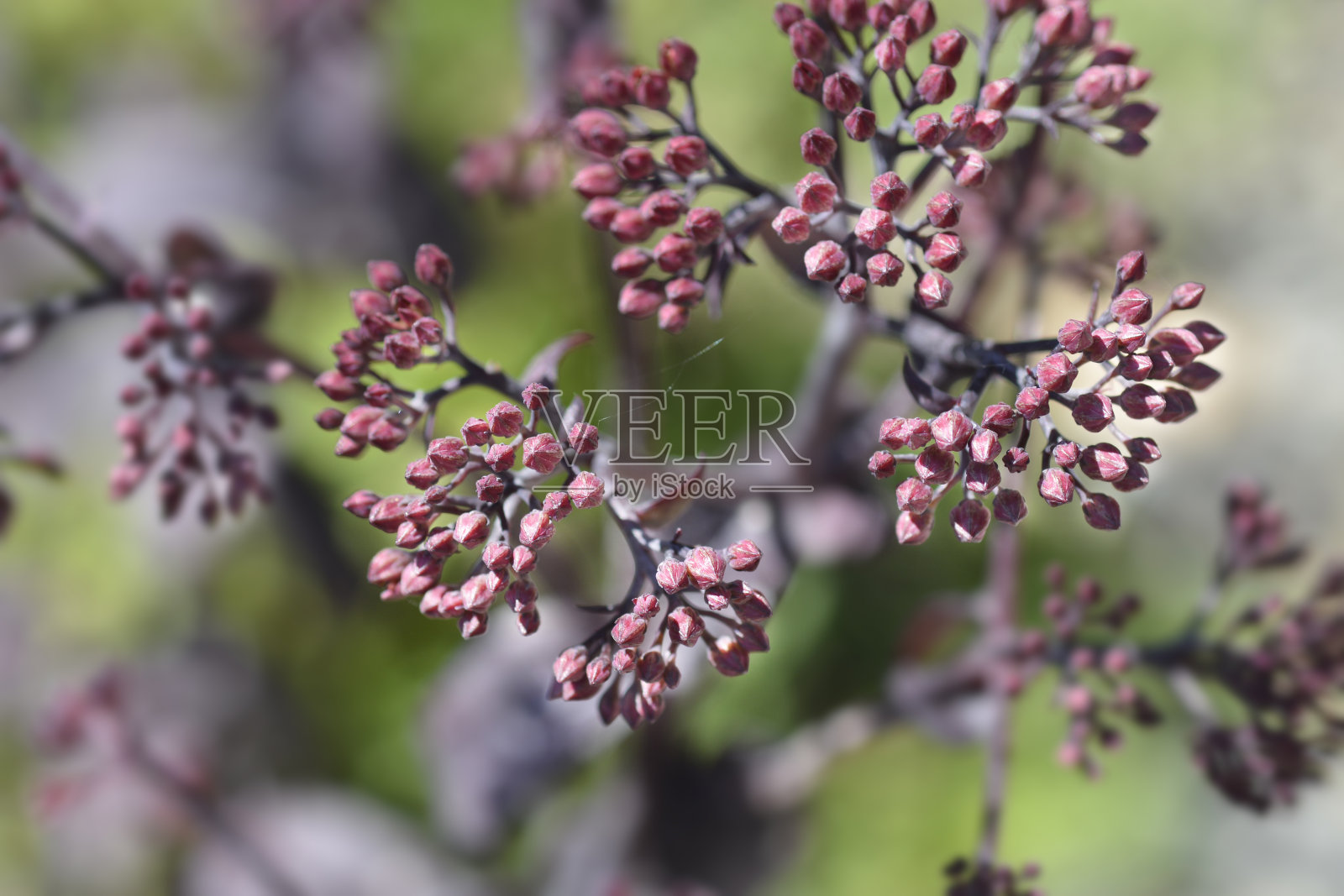 景天紫色的皇帝照片摄影图片