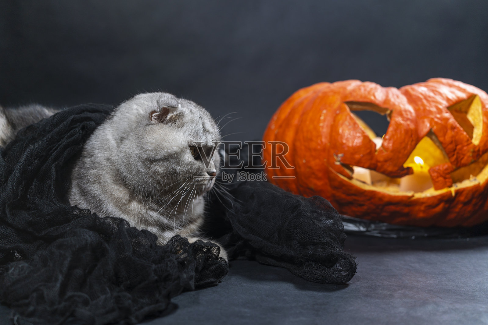 纯种苏格兰折猫在黑色面纱坐在背景的杰克O灯照片摄影图片