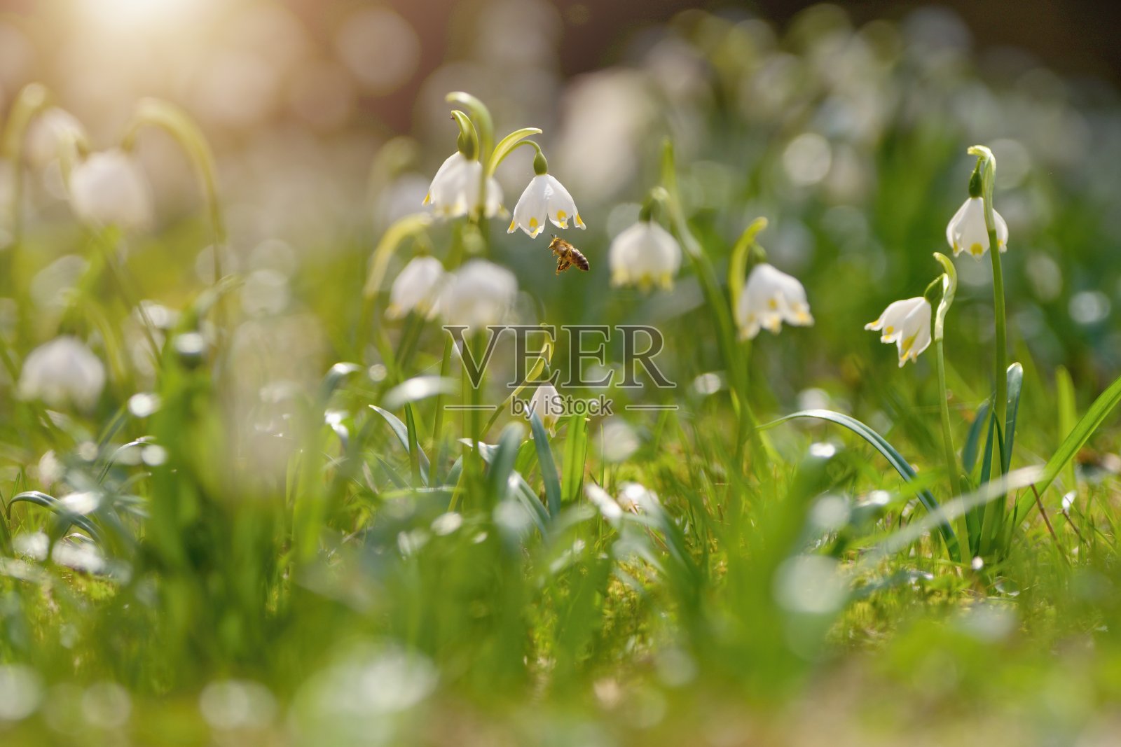 春天的花朵在灿烂的阳光下绽放，白杨花，又叫春天的雪花，蜜蜂照片摄影图片