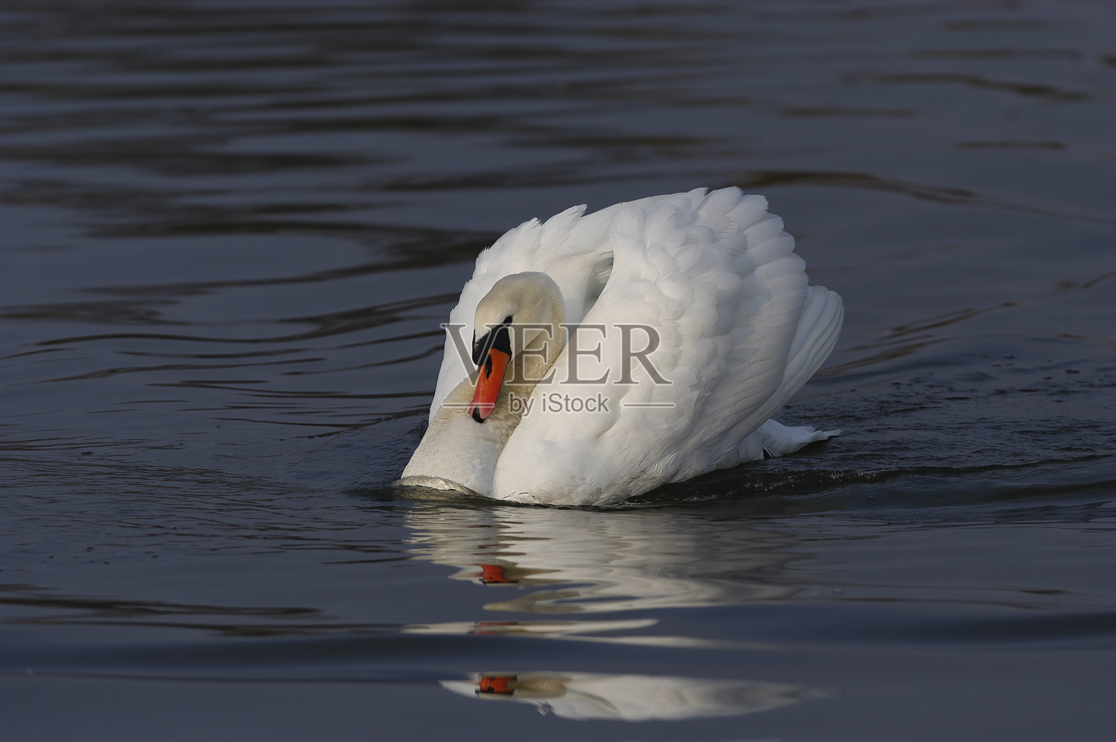 疣鼻天鹅(天鹅色)照片摄影图片