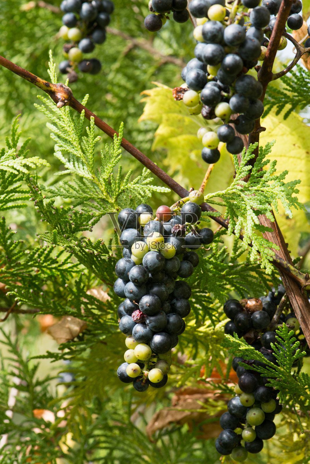 9月下旬，加拿大安大略省南部的林地里生长着野生葡萄照片摄影图片