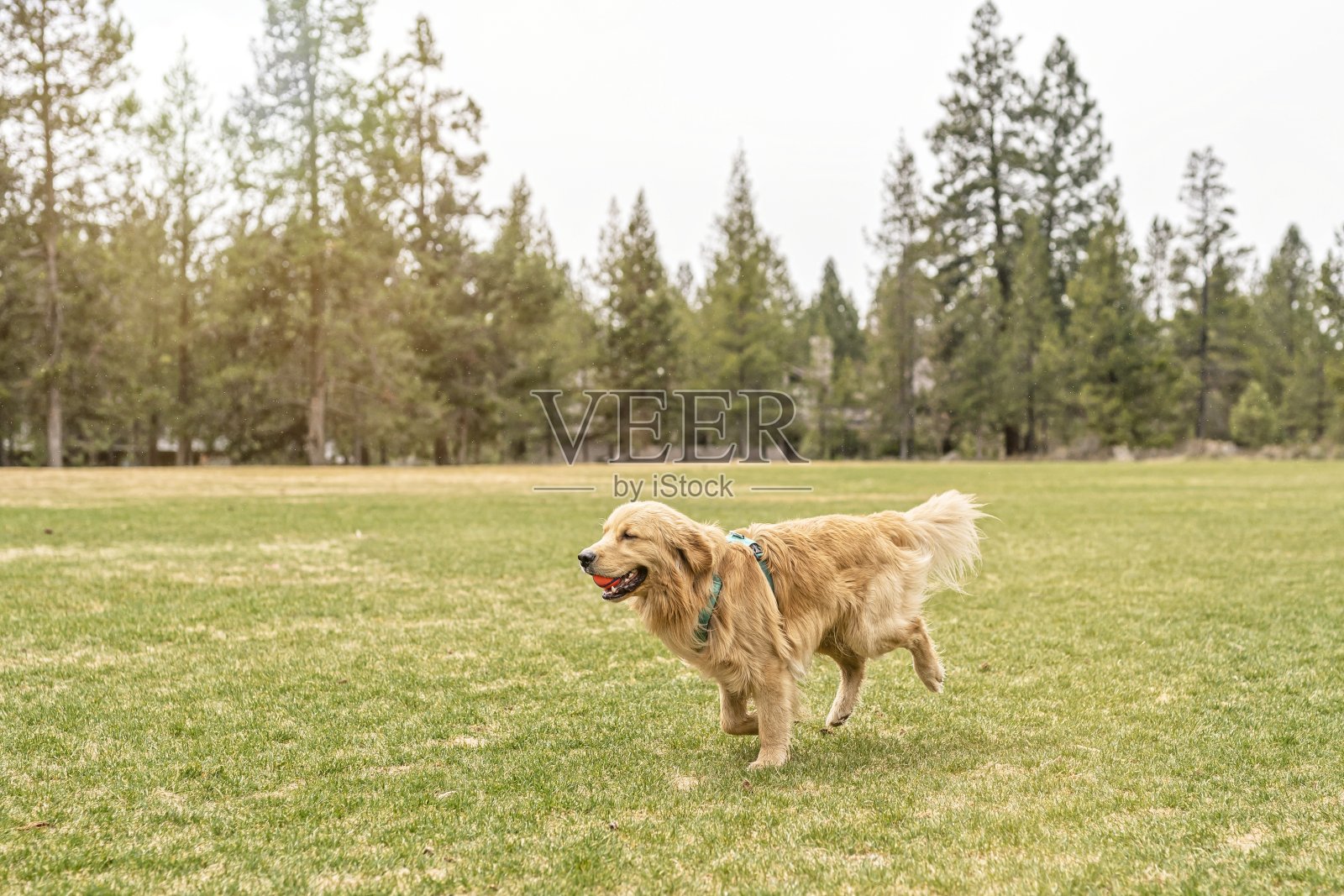 快乐的狗在外面奔跑照片摄影图片