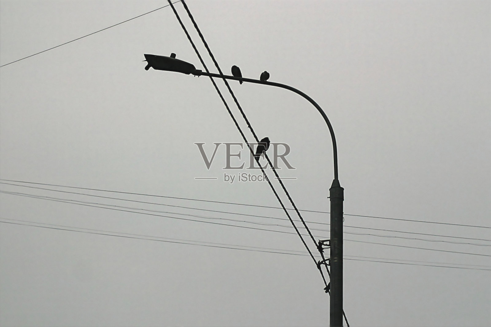 一根杆子上坐着鸽子的轮廓照片摄影图片