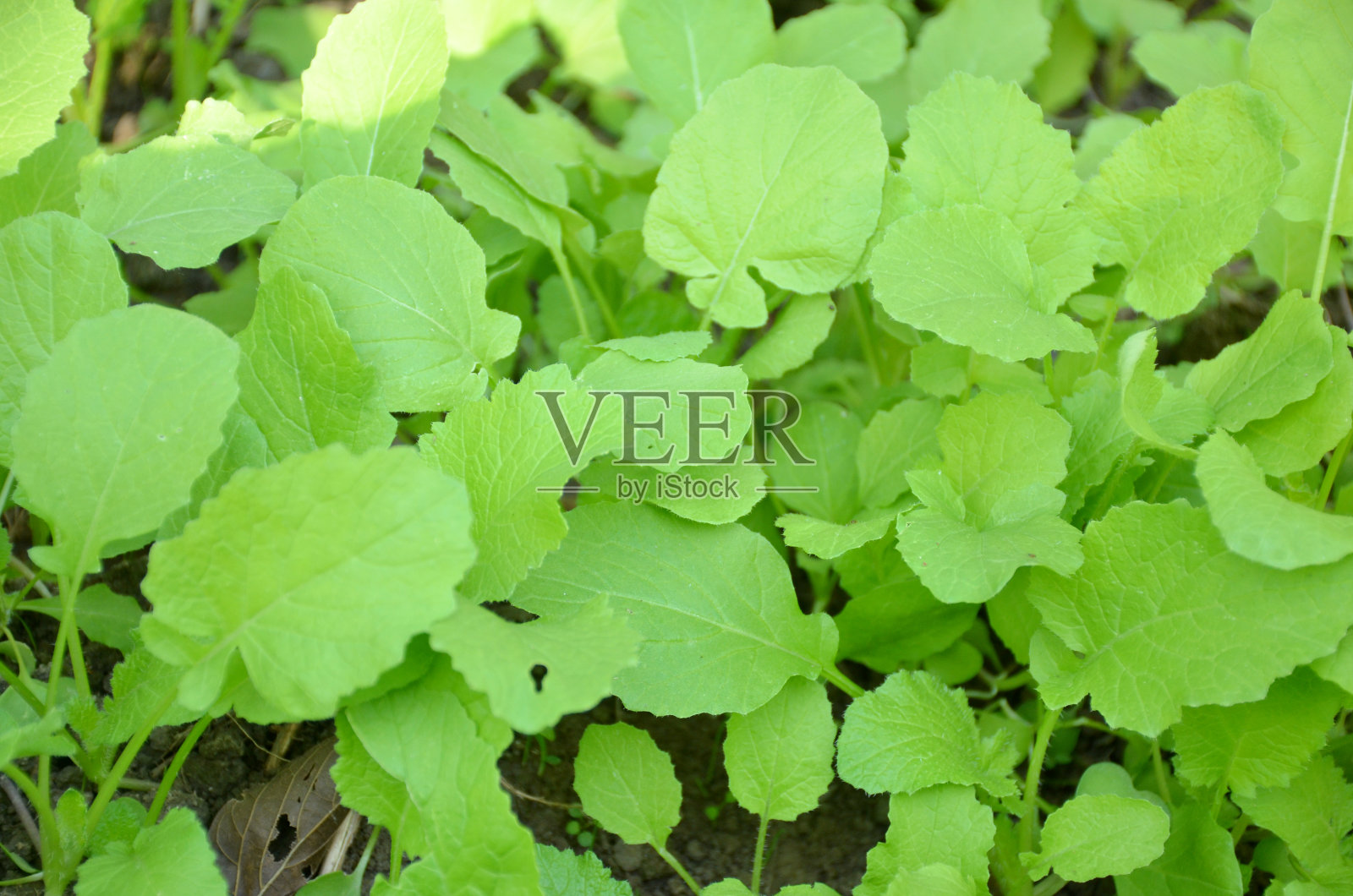 把园子里成熟的绿色菠菜幼苗捆起来。照片摄影图片