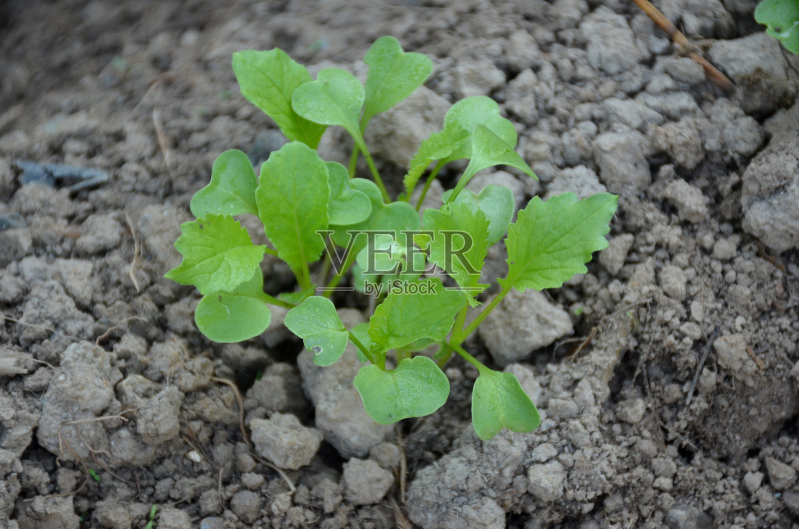 把园子里成熟的绿色小萝卜苗串起来。照片摄影图片