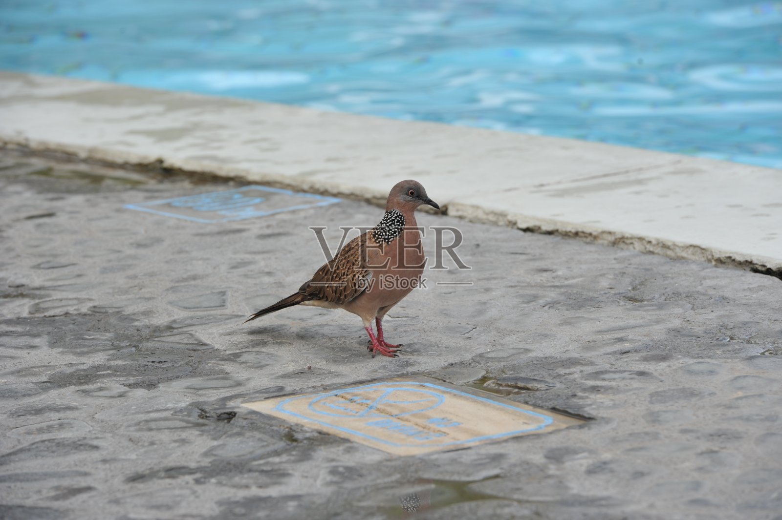 找食物的鸽子照片摄影图片