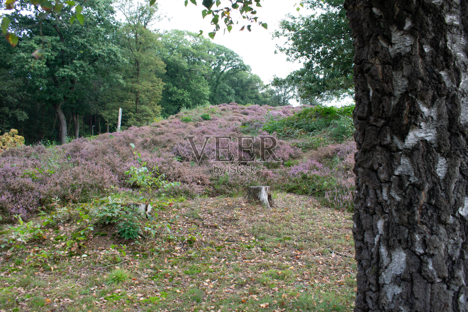 最后一片开花的石南花照片摄影图片