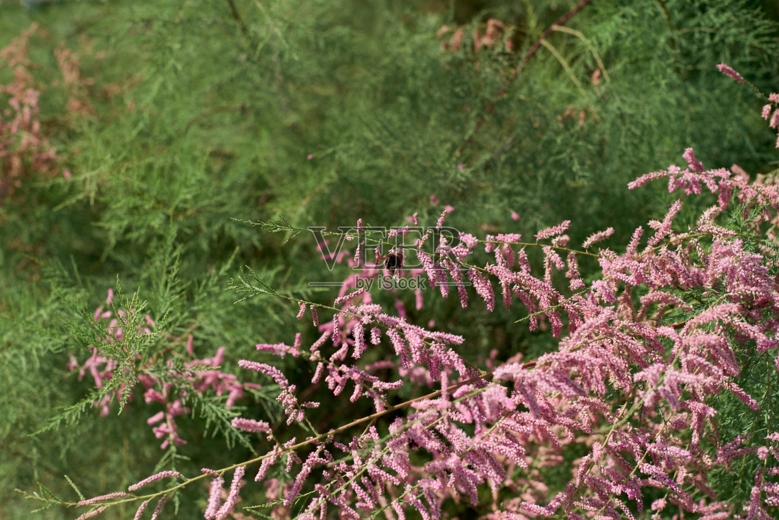 红柳粉红色的开花灌木枝，小花红柳，细部的枝与小花，接近照片摄影图片