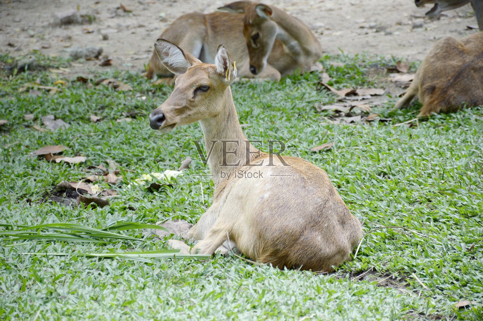 乡村农场里可爱的鹿照片摄影图片
