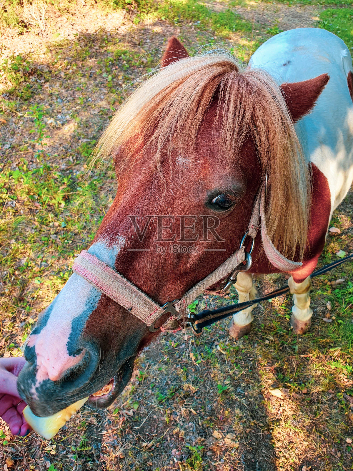 小马照片摄影图片