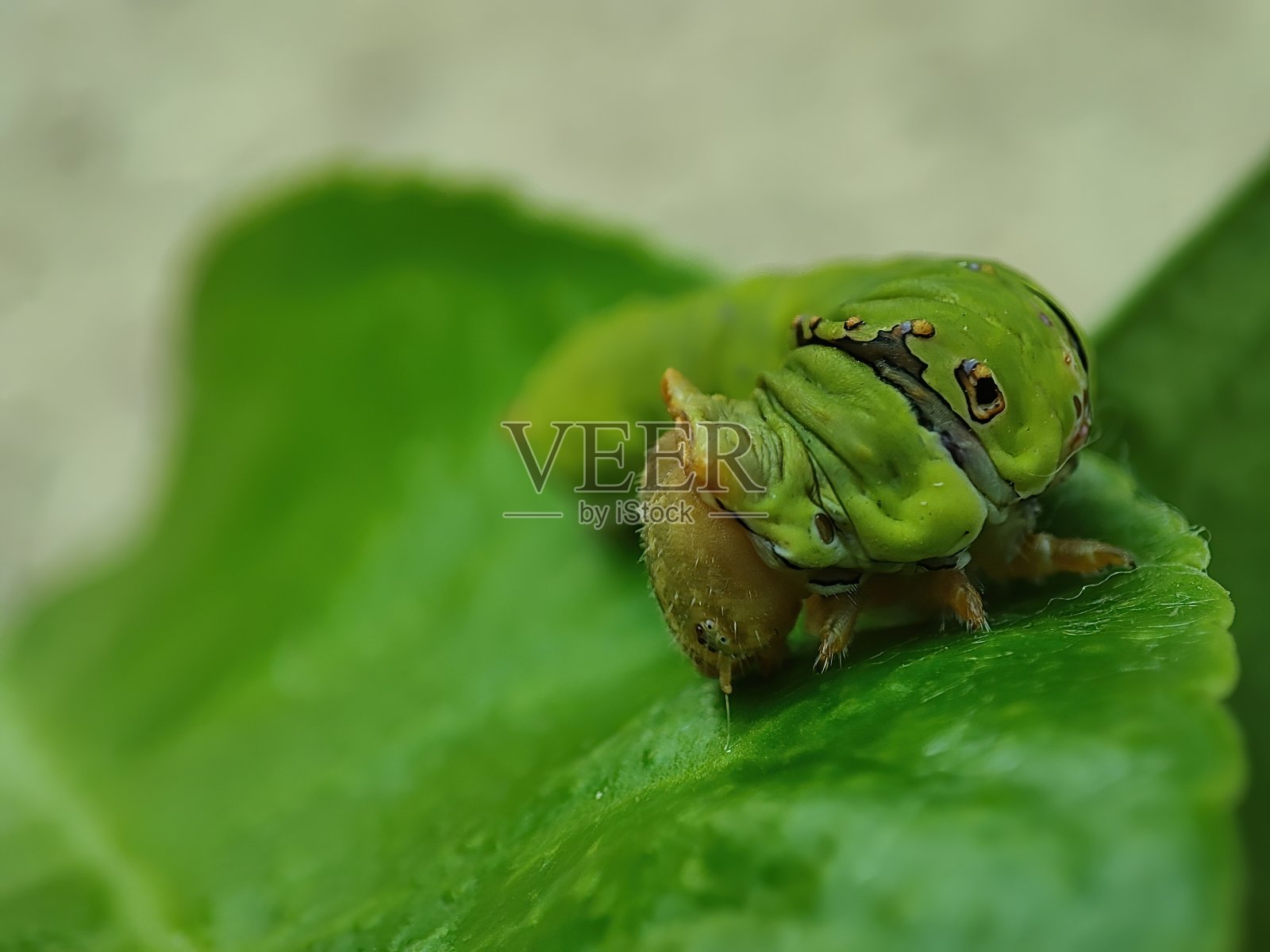 树叶上的毛虫特写照片摄影图片