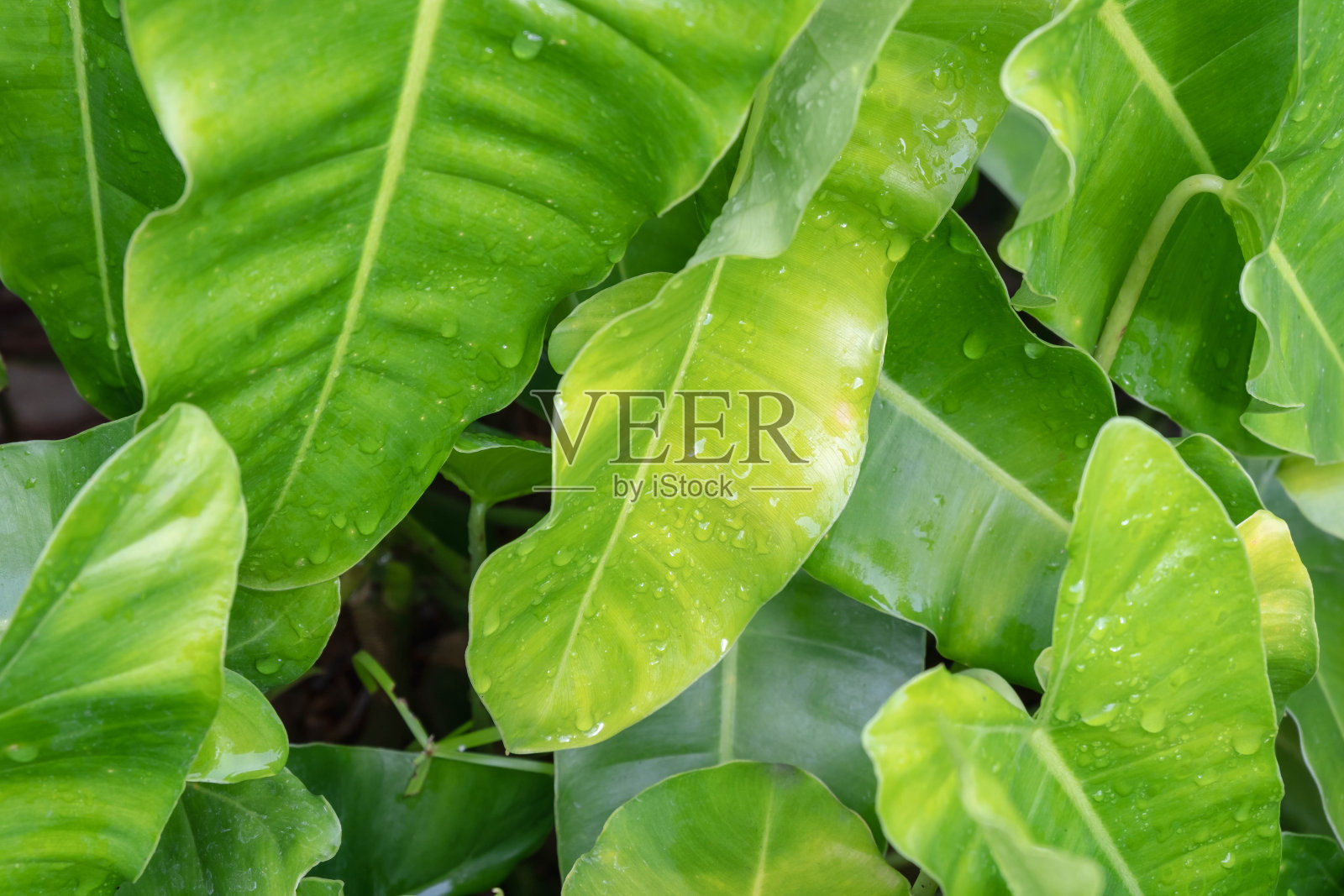 树叶背景与雨滴照片摄影图片