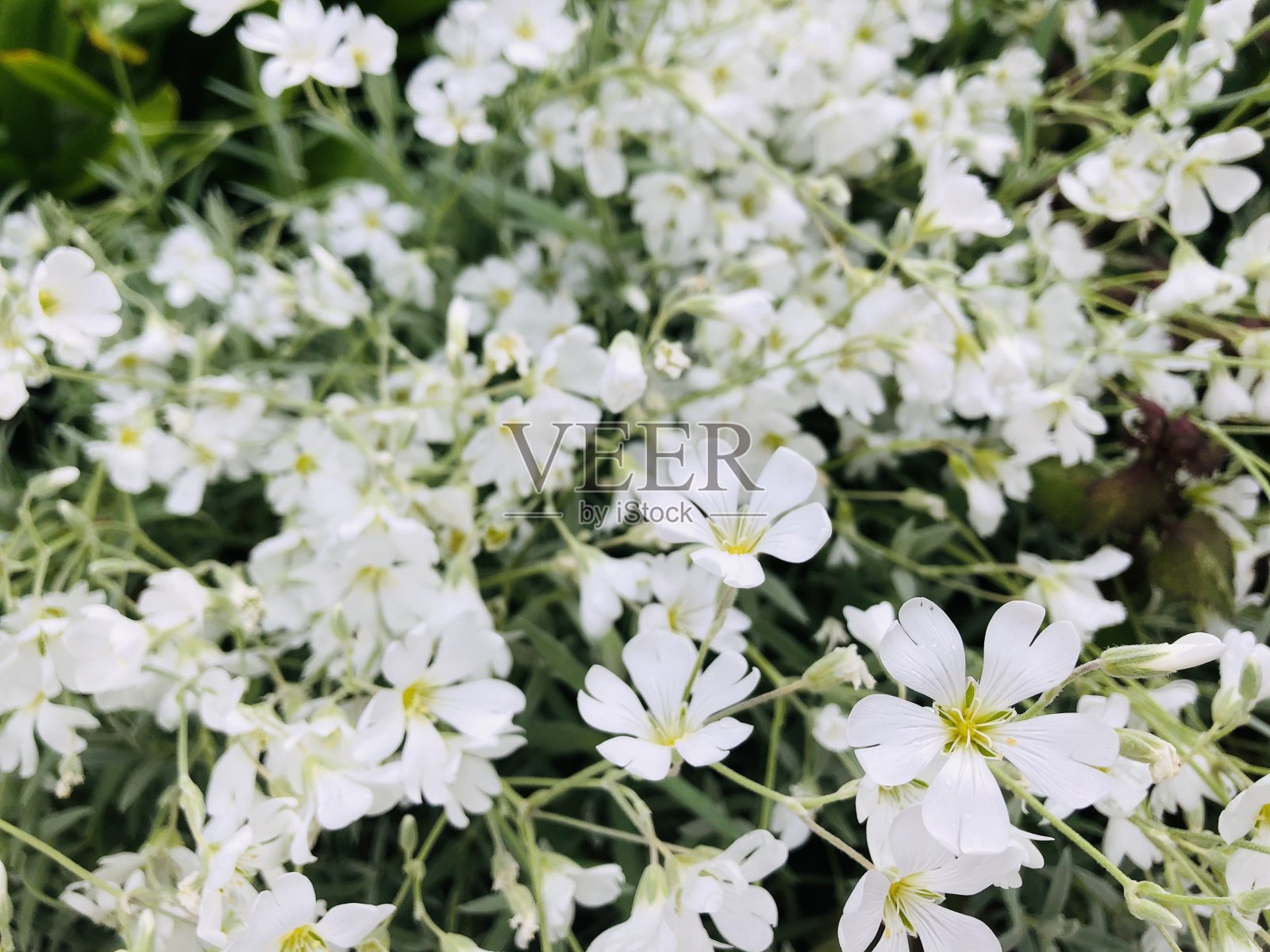 白色的花朵照片摄影图片