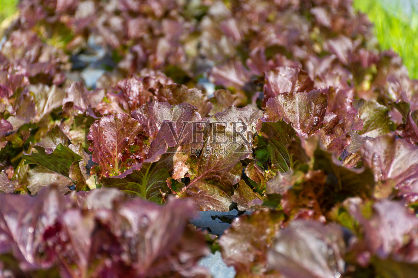 有机蔬菜农场里新鲜的红莴苣。照片摄影图片