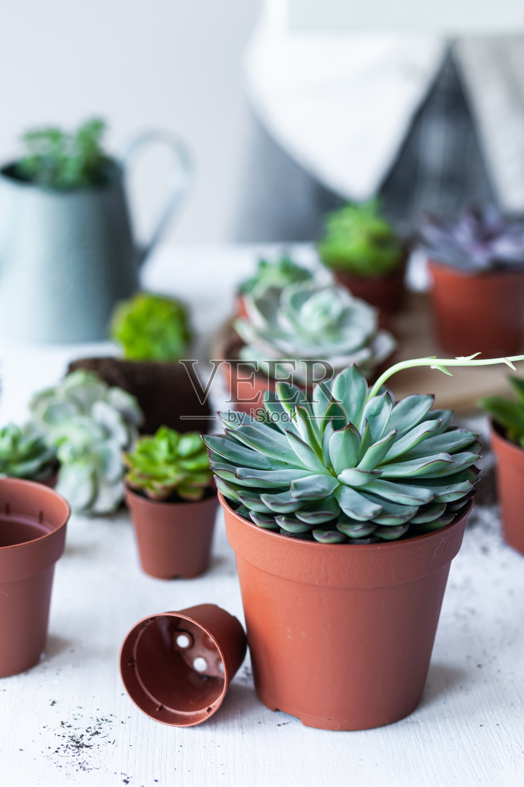 混合不同的多肉菊苣室内花盆。家庭园艺的概念，爱好，休闲。白色木制背景。近距离、宏照片摄影图片
