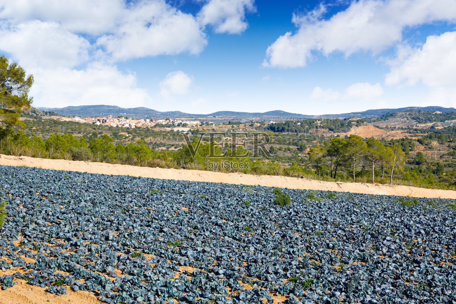 巴伦西亚塞拉诺斯地区的卷心菜田照片摄影图片