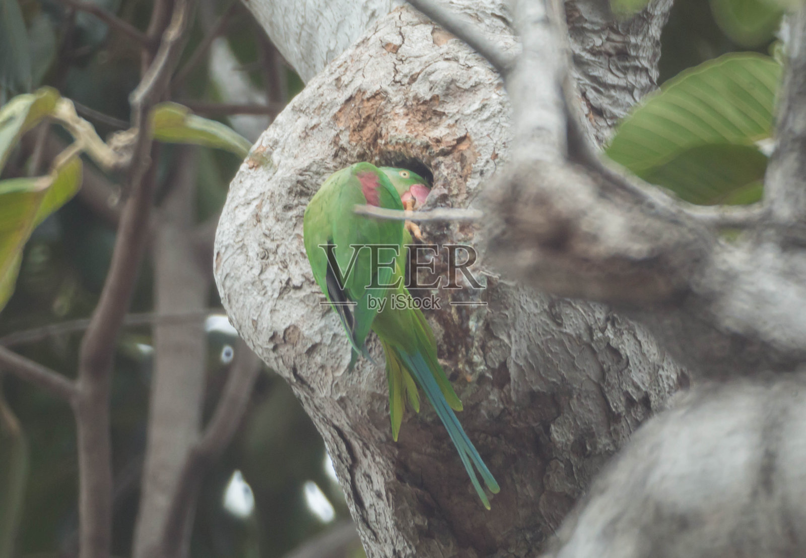 亚历山大鹦鹉照片摄影图片