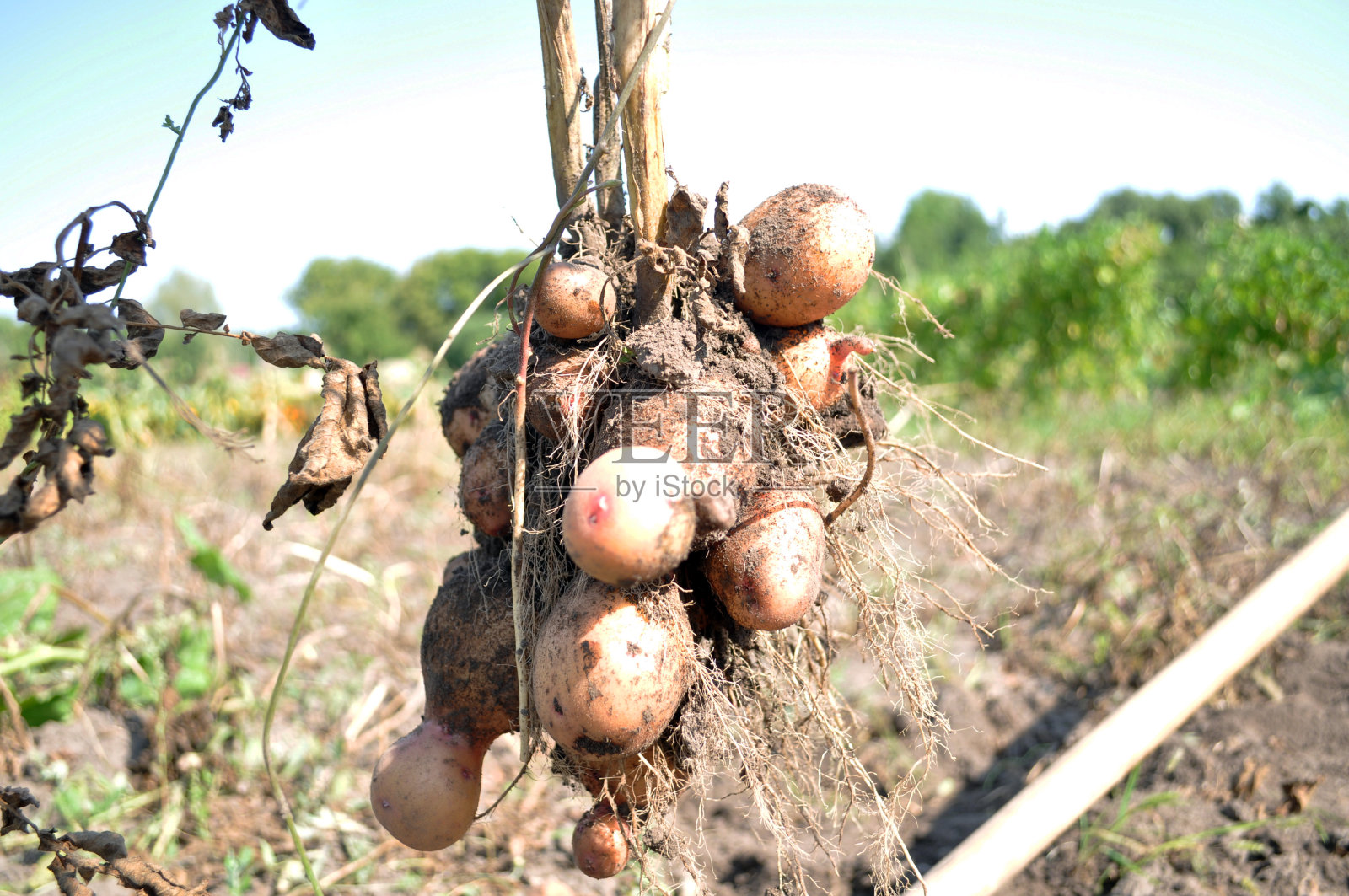 新鲜天然的蔬菜。农业生产。照片摄影图片