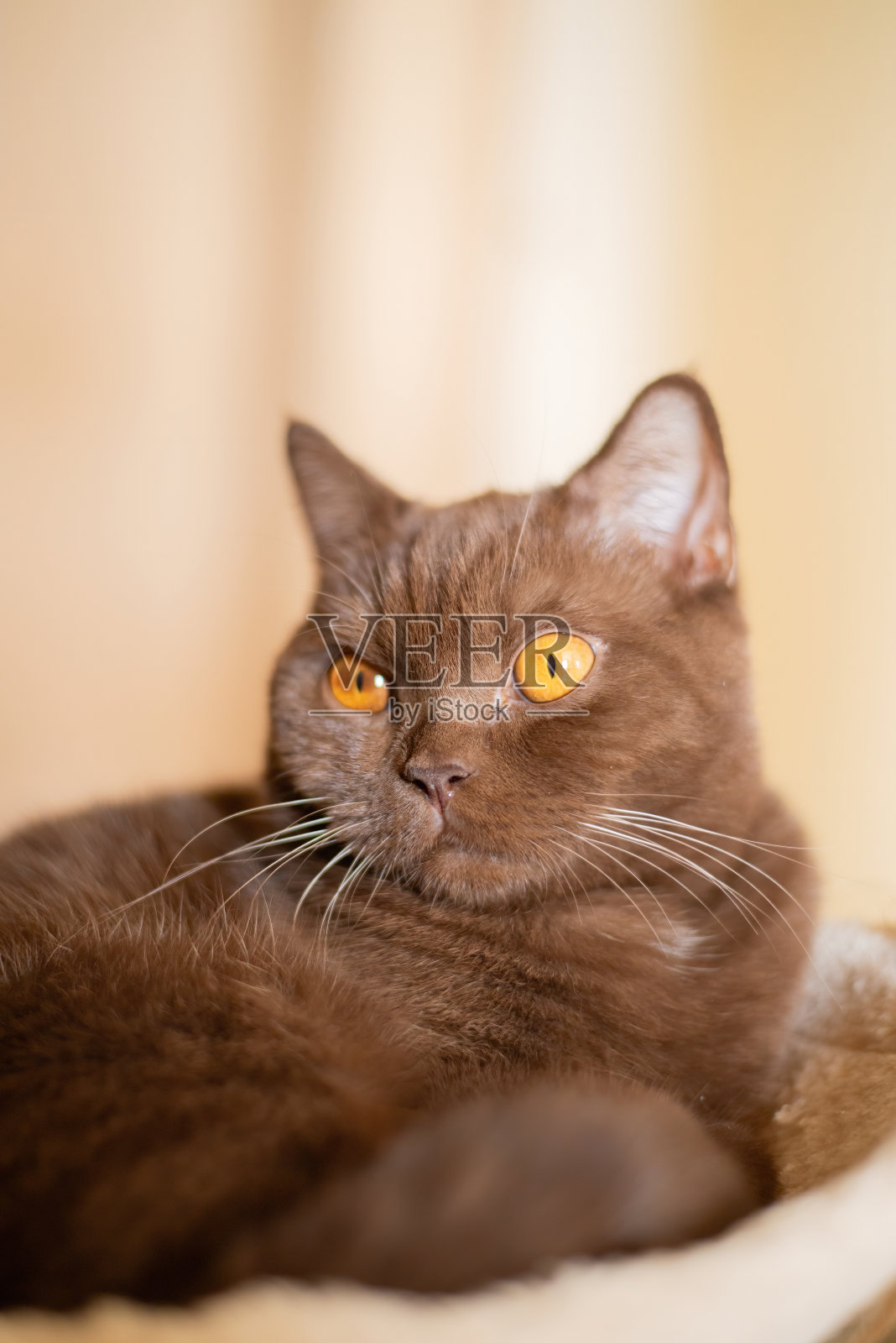 英国短毛猫的肖像，肉桂色的家猫照片摄影图片