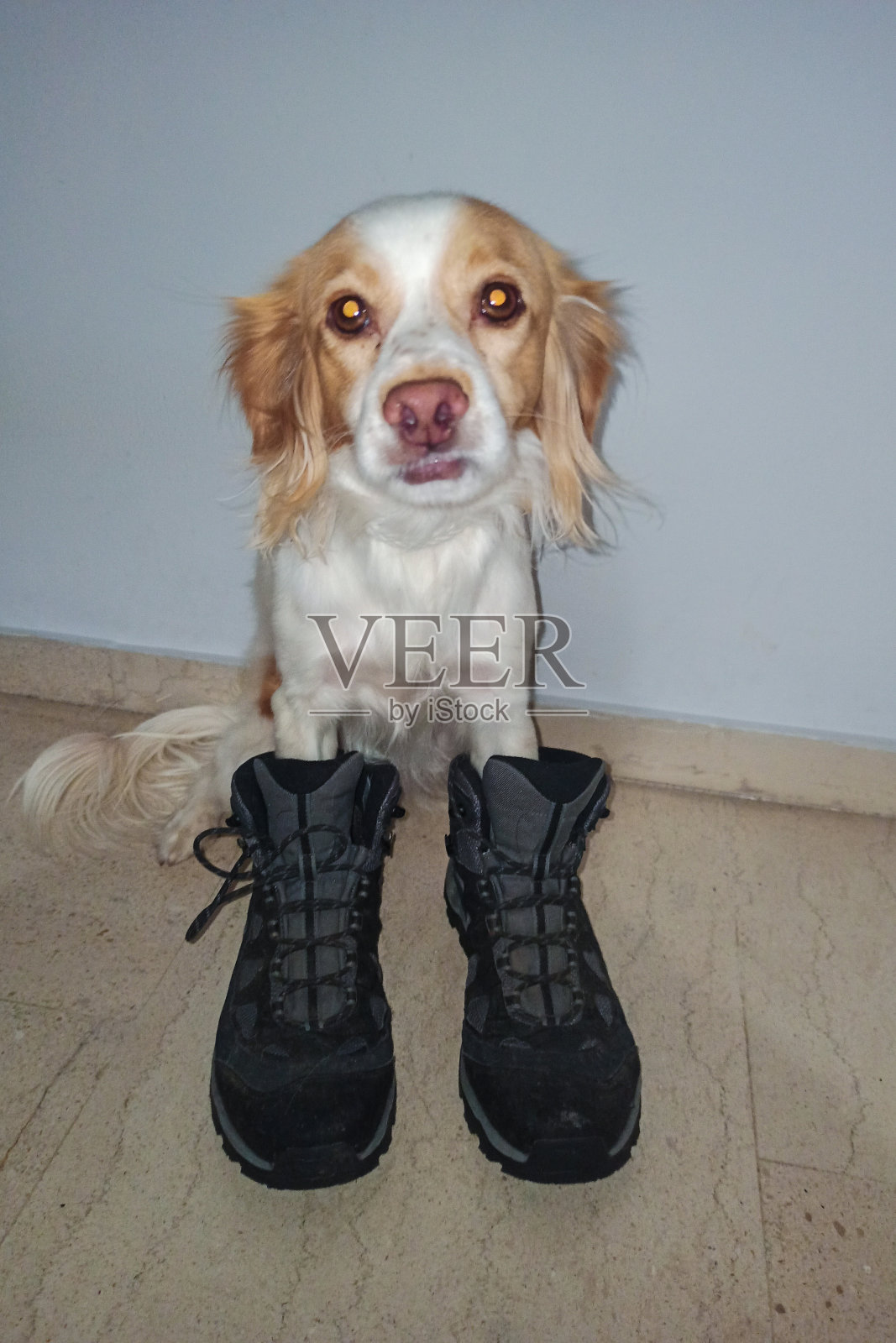 可爱和有趣的混合科科尼狗的照片照片摄影图片