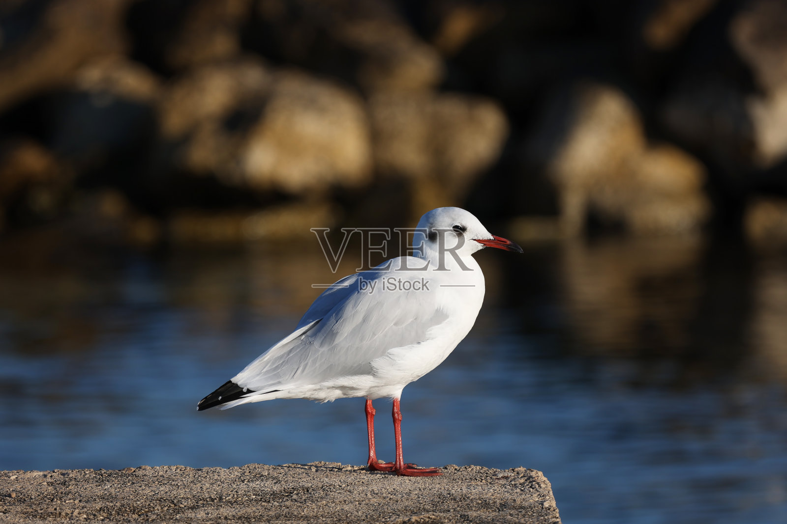 早晨，海鸥坐在岸边照片摄影图片