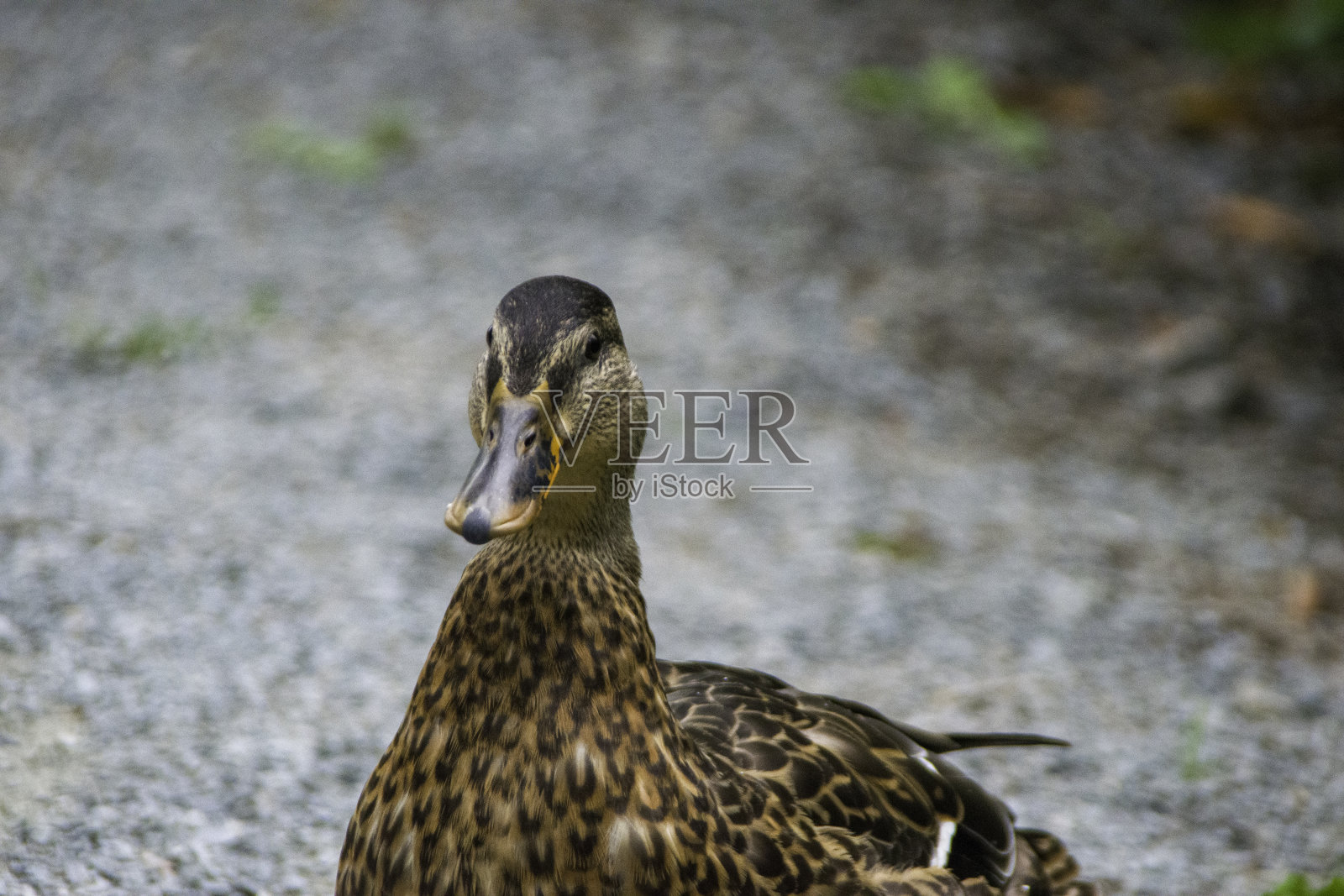 鸭子在自然界中照片摄影图片