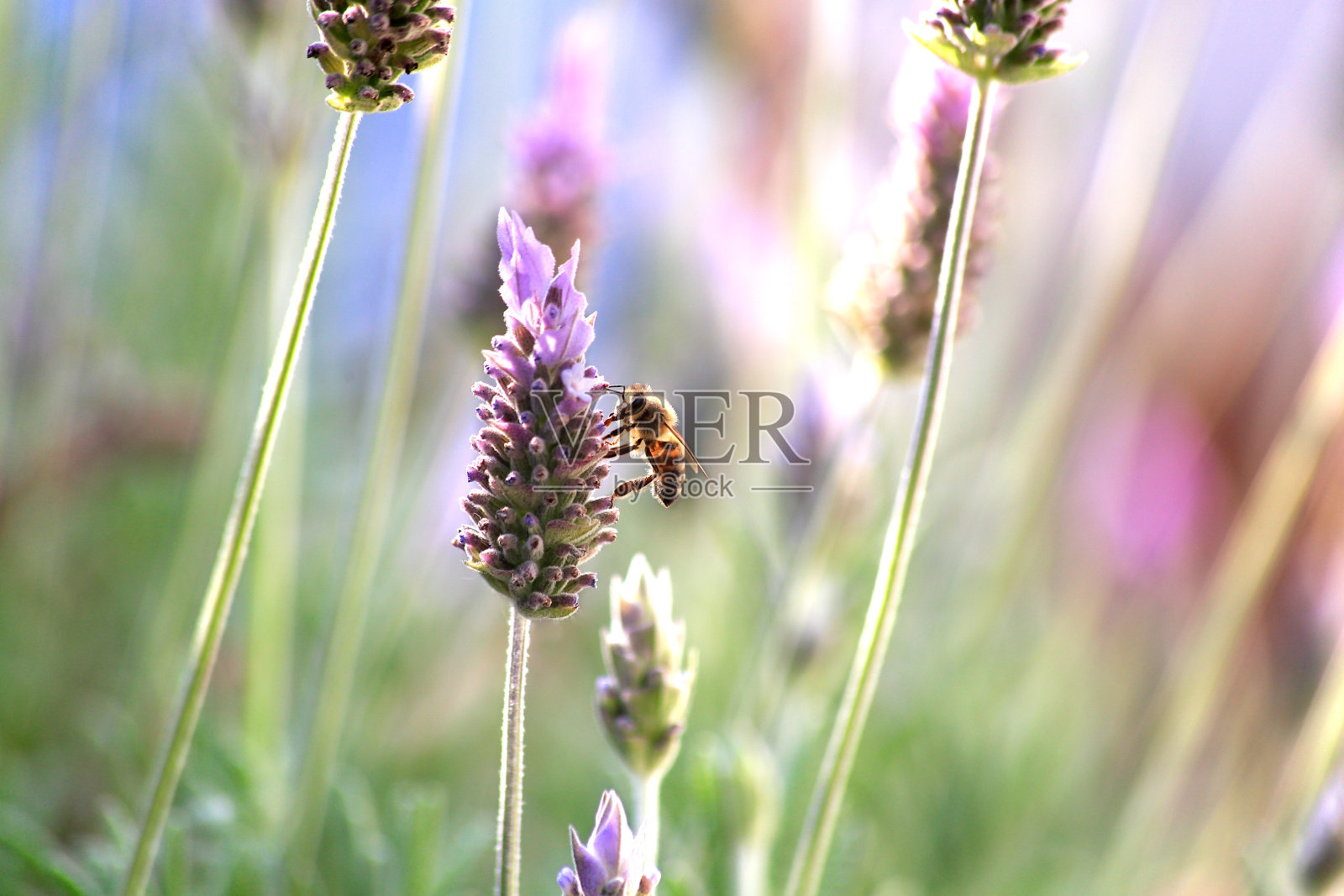 蜜蜂栖息在薰衣草花上。副本的空间。照片摄影图片