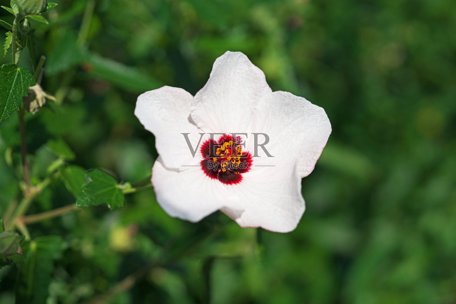 苍白的帕沃尼亚照片摄影图片