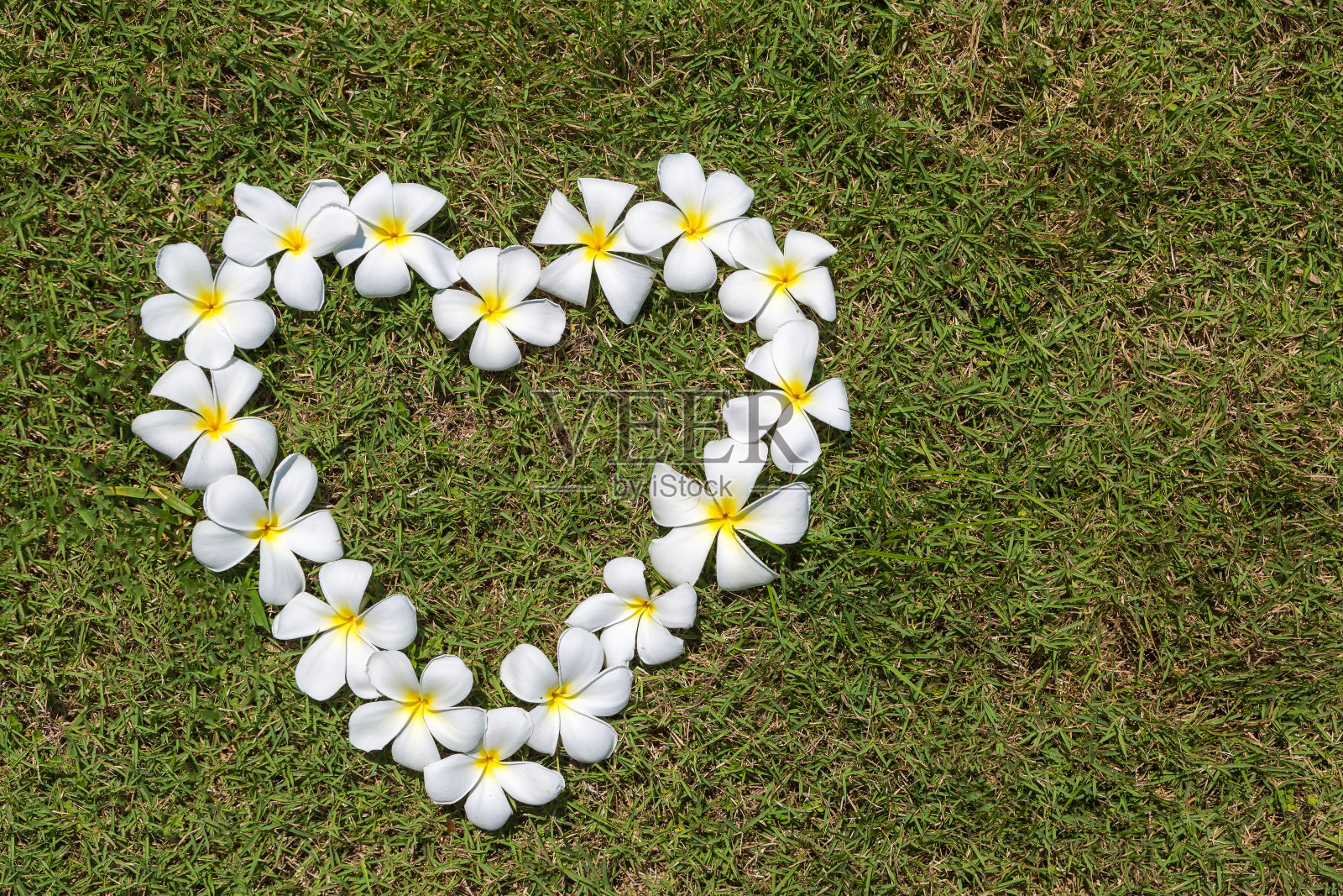 鸡蛋花爱心照片摄影图片