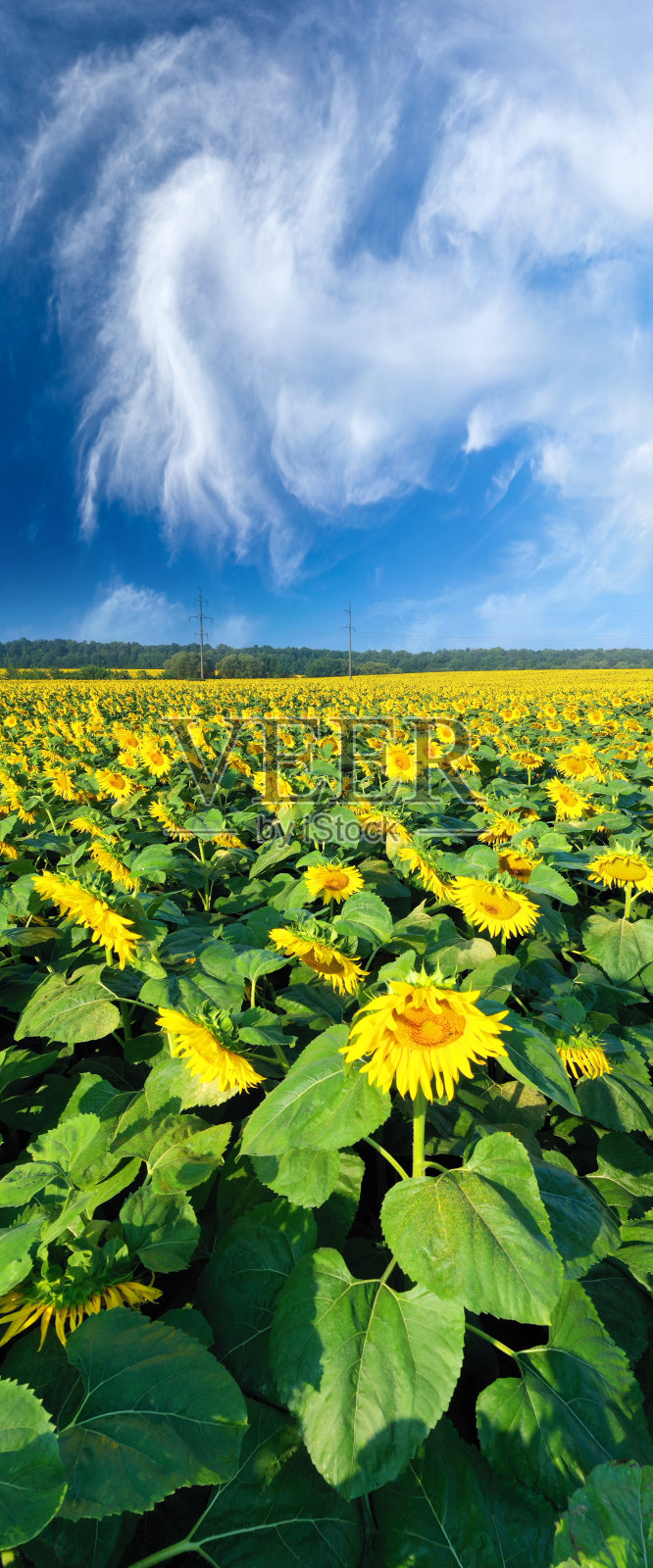 夏日向日葵花田照片摄影图片