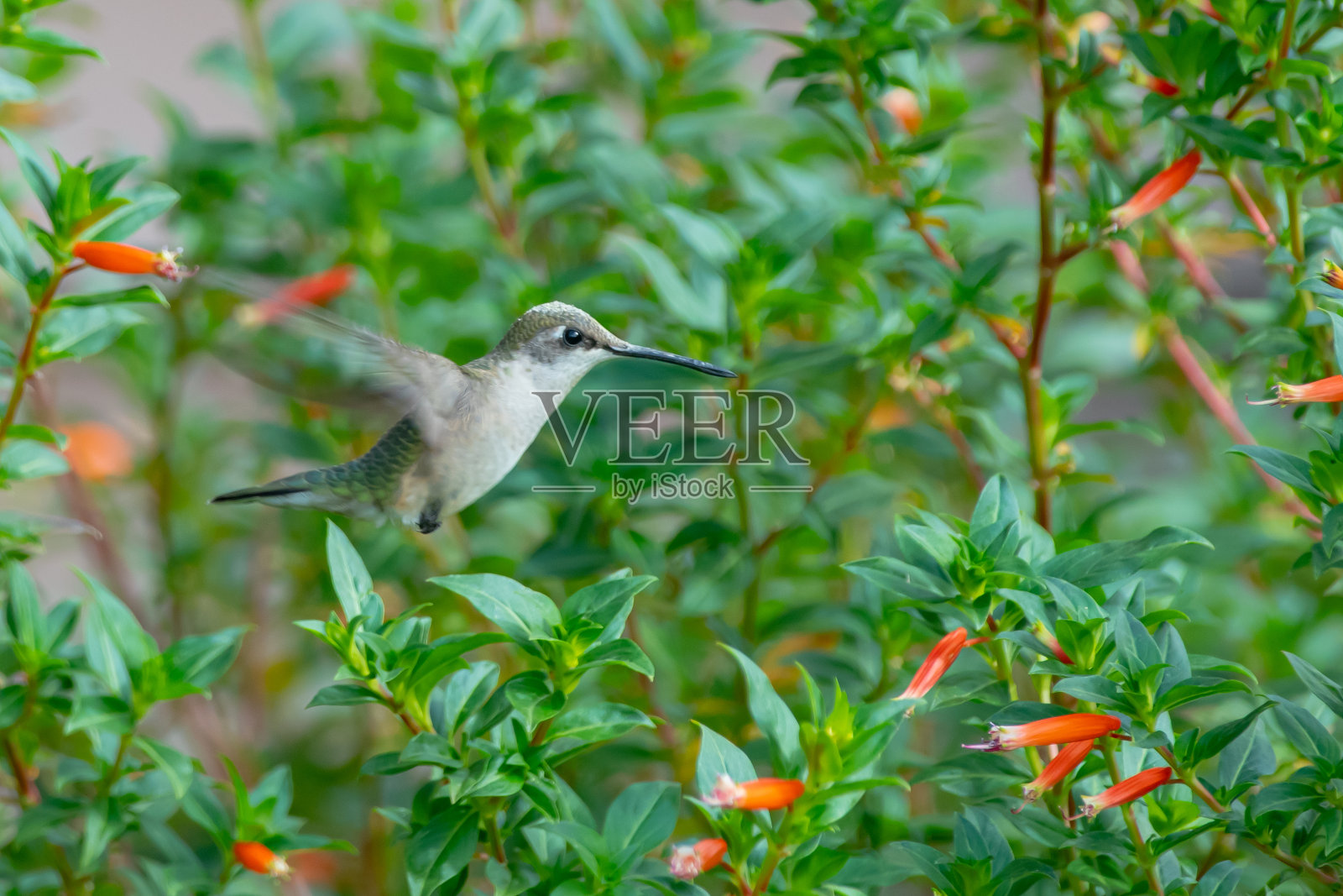 蜂鸟在吃橙花照片摄影图片
