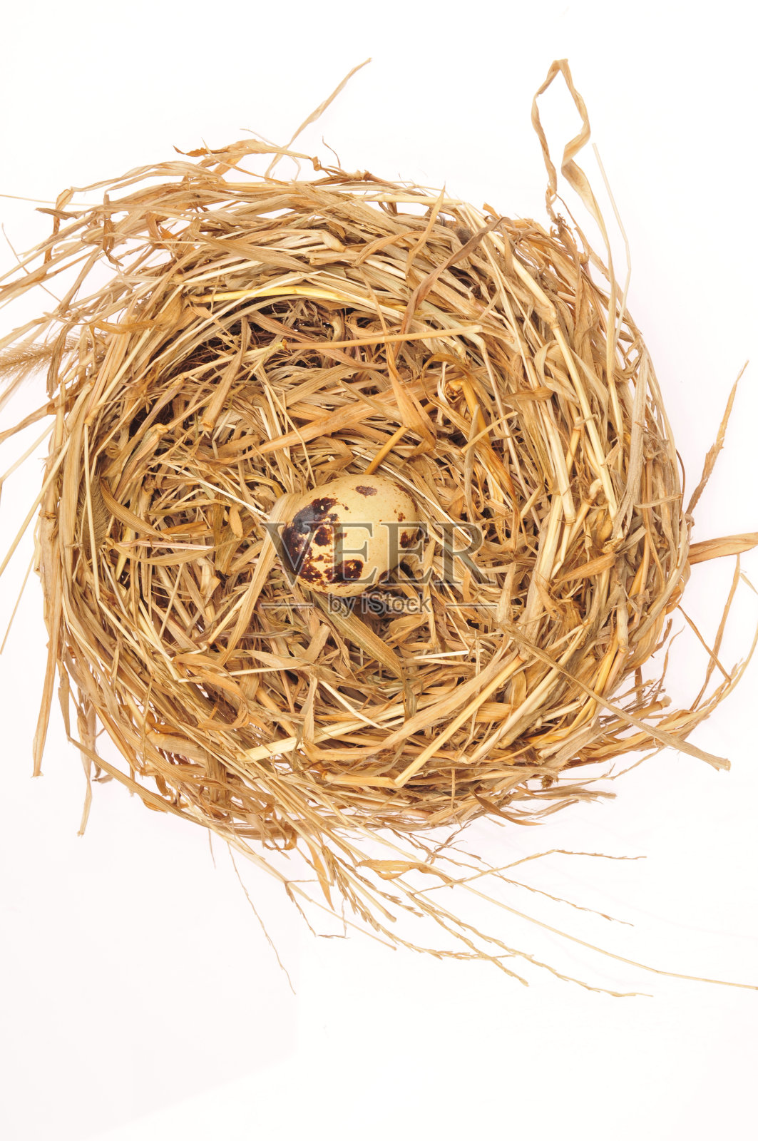 白色背景上的鹌鹑蛋照片摄影图片