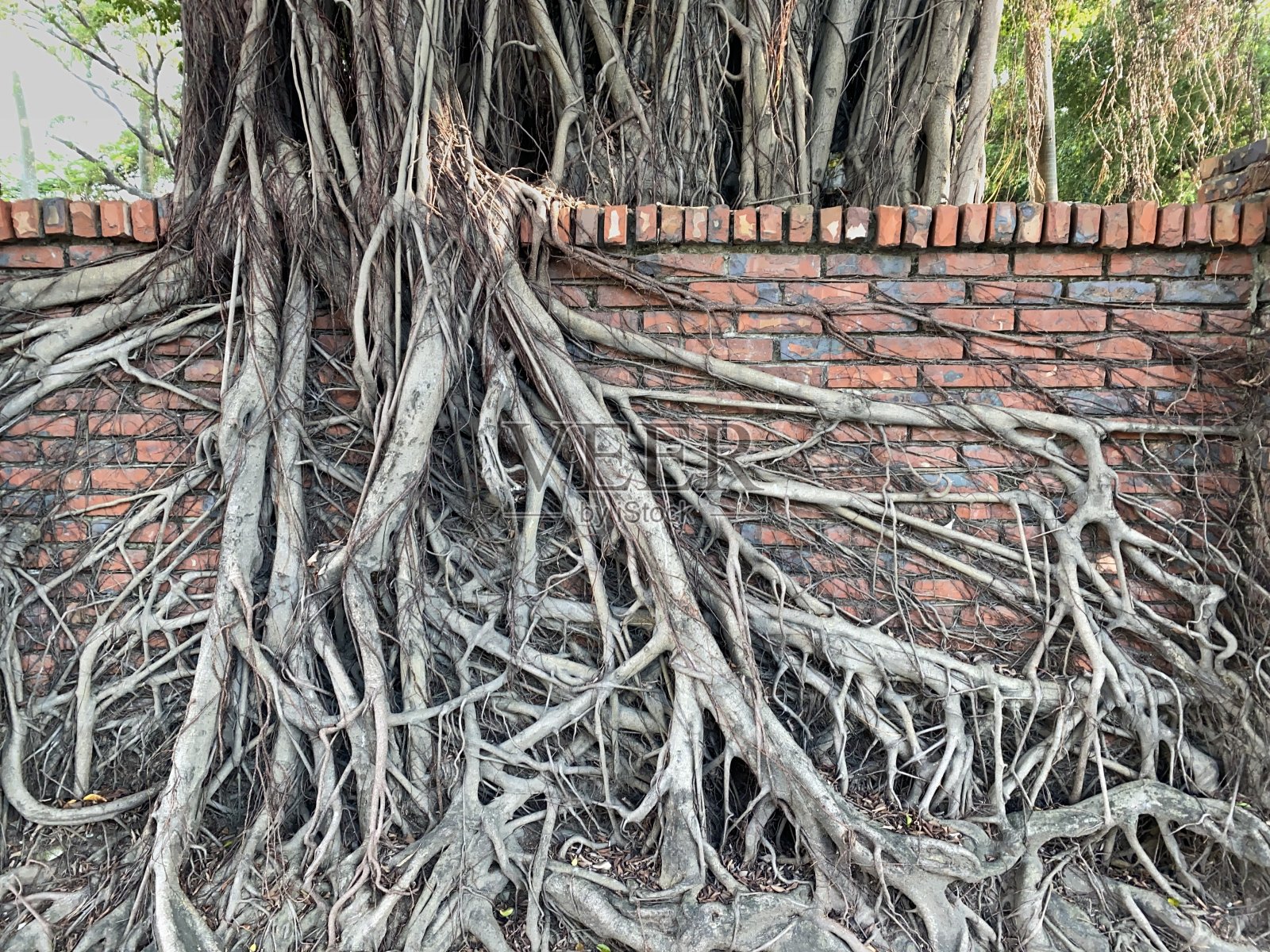 老树的根照片摄影图片