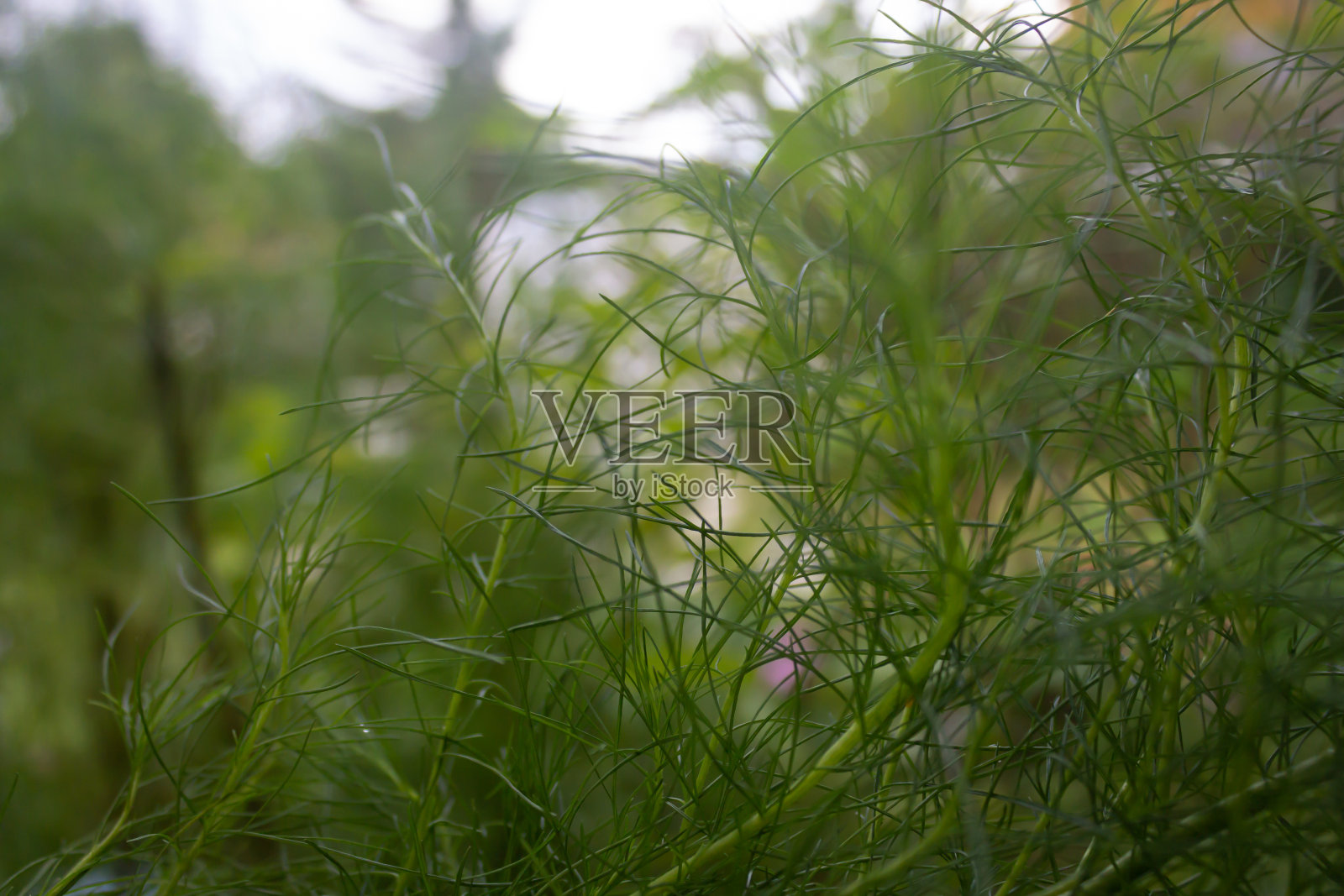 绿色植物照片摄影图片