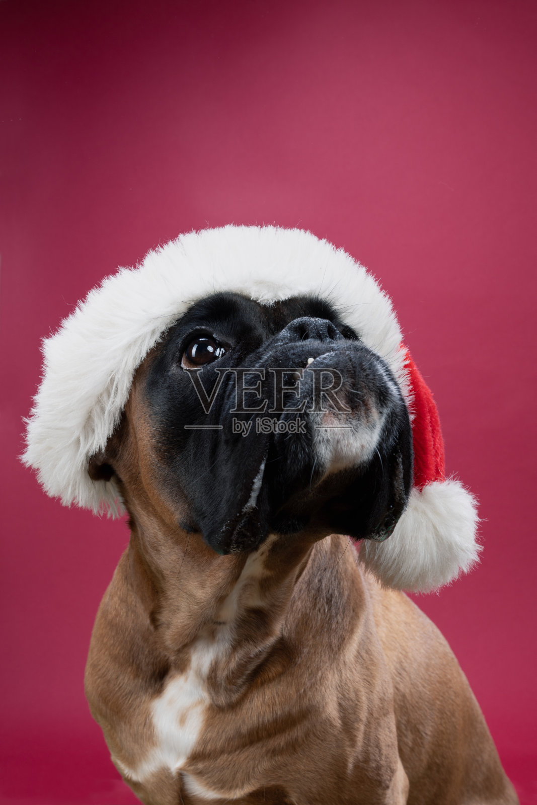拳师犬头戴圣诞帽照片摄影图片